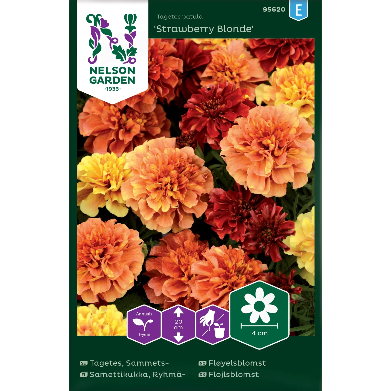 Tagetes, Sammets-, Strawberry Blonde