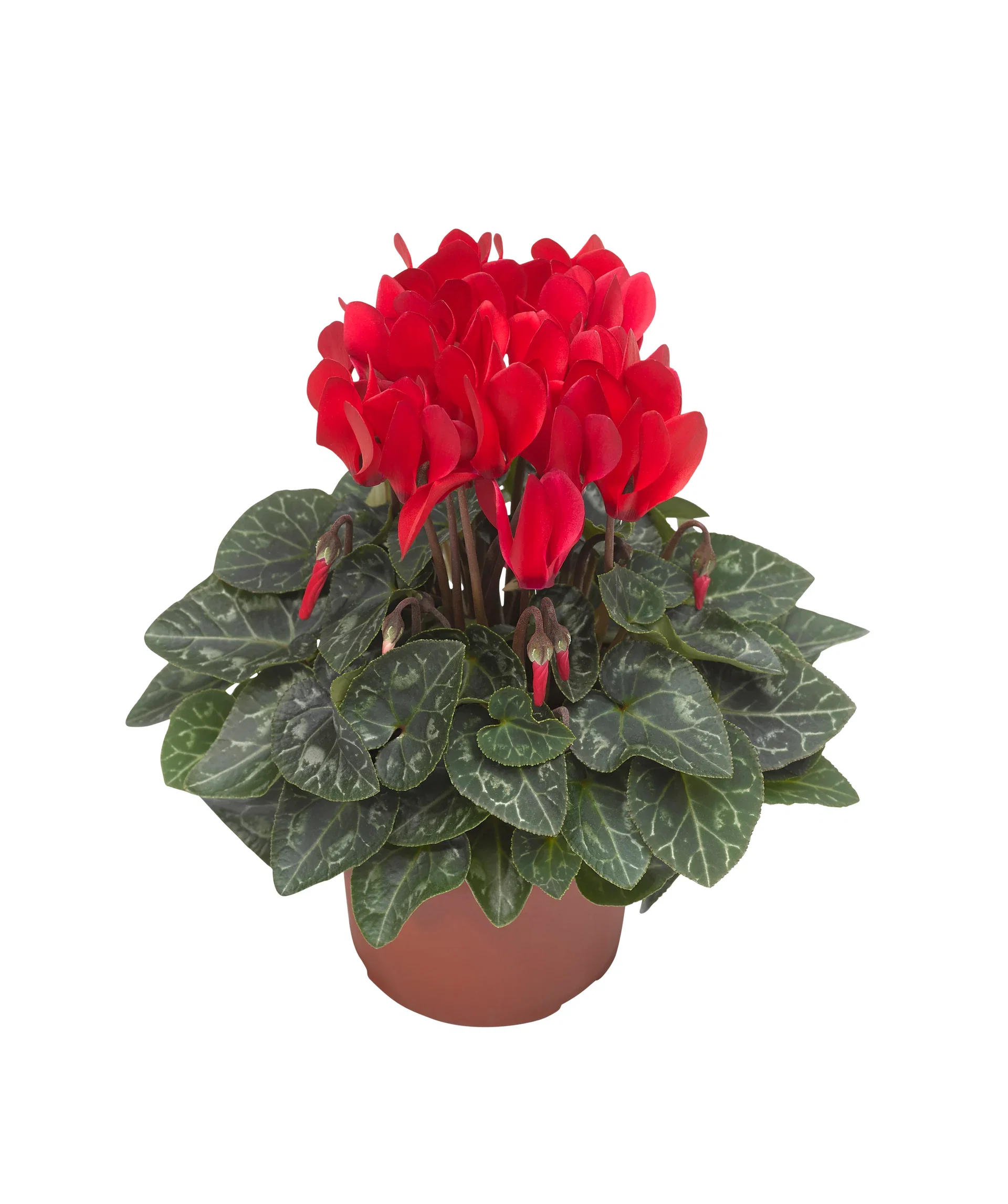 Cyclamen Red 10,5 cm