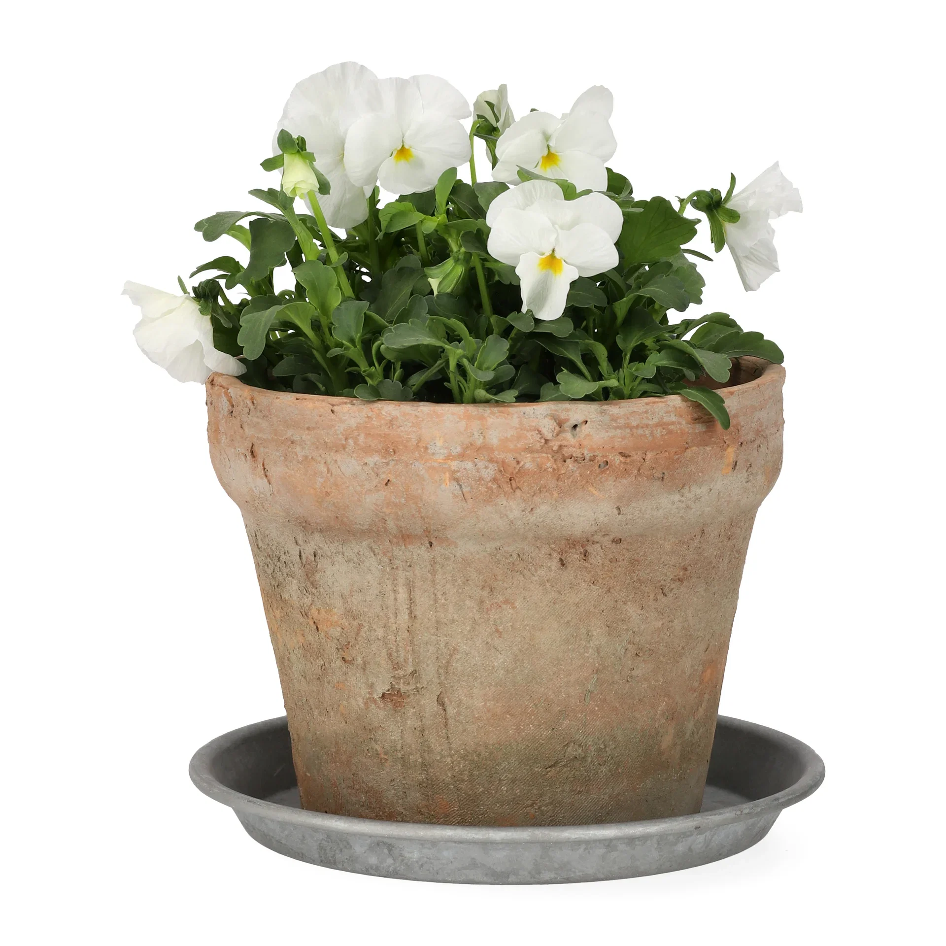 Viola small fl. White 12 cm