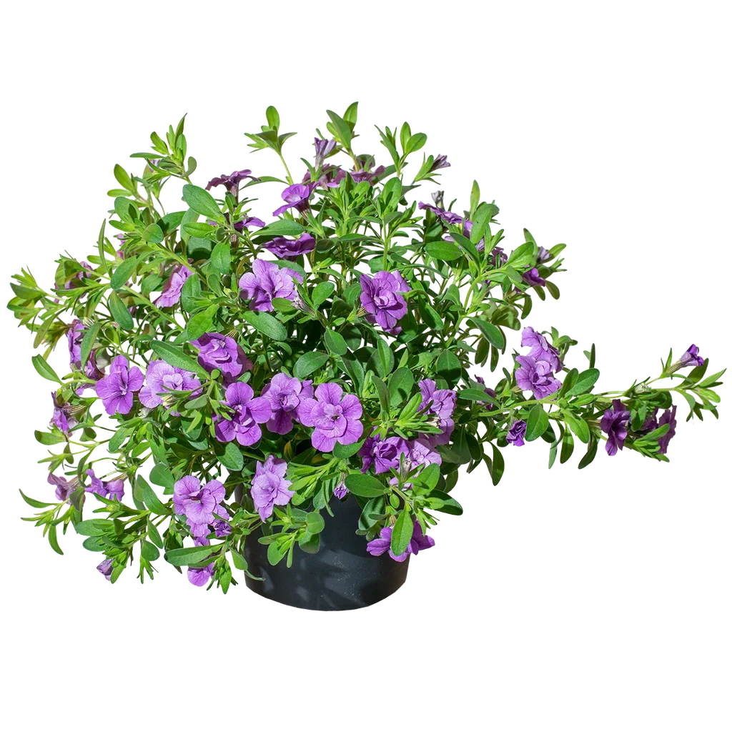 Calibrachoa Double Blue 12 cm