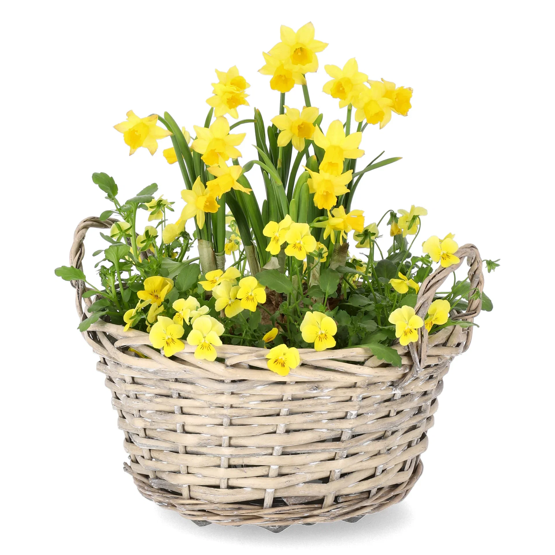 Pensé och påsklilja i skål