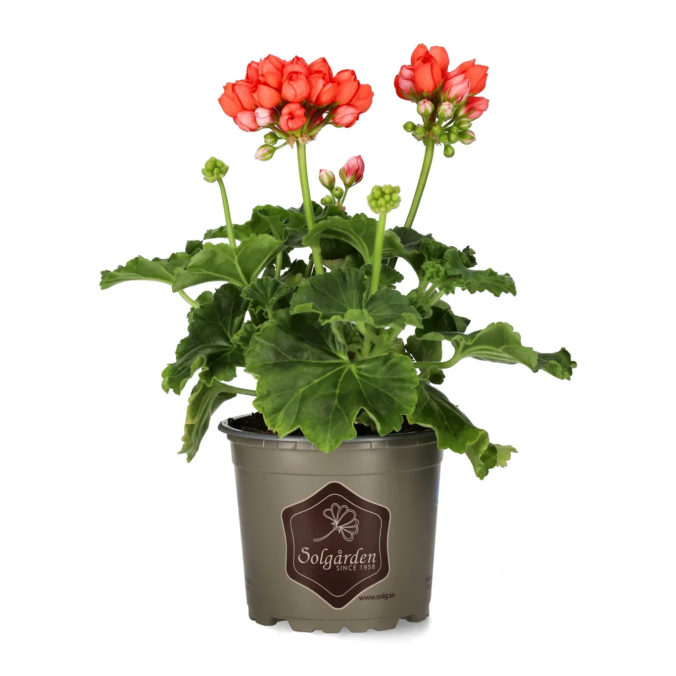 Pelargonium 'Red Pandora'