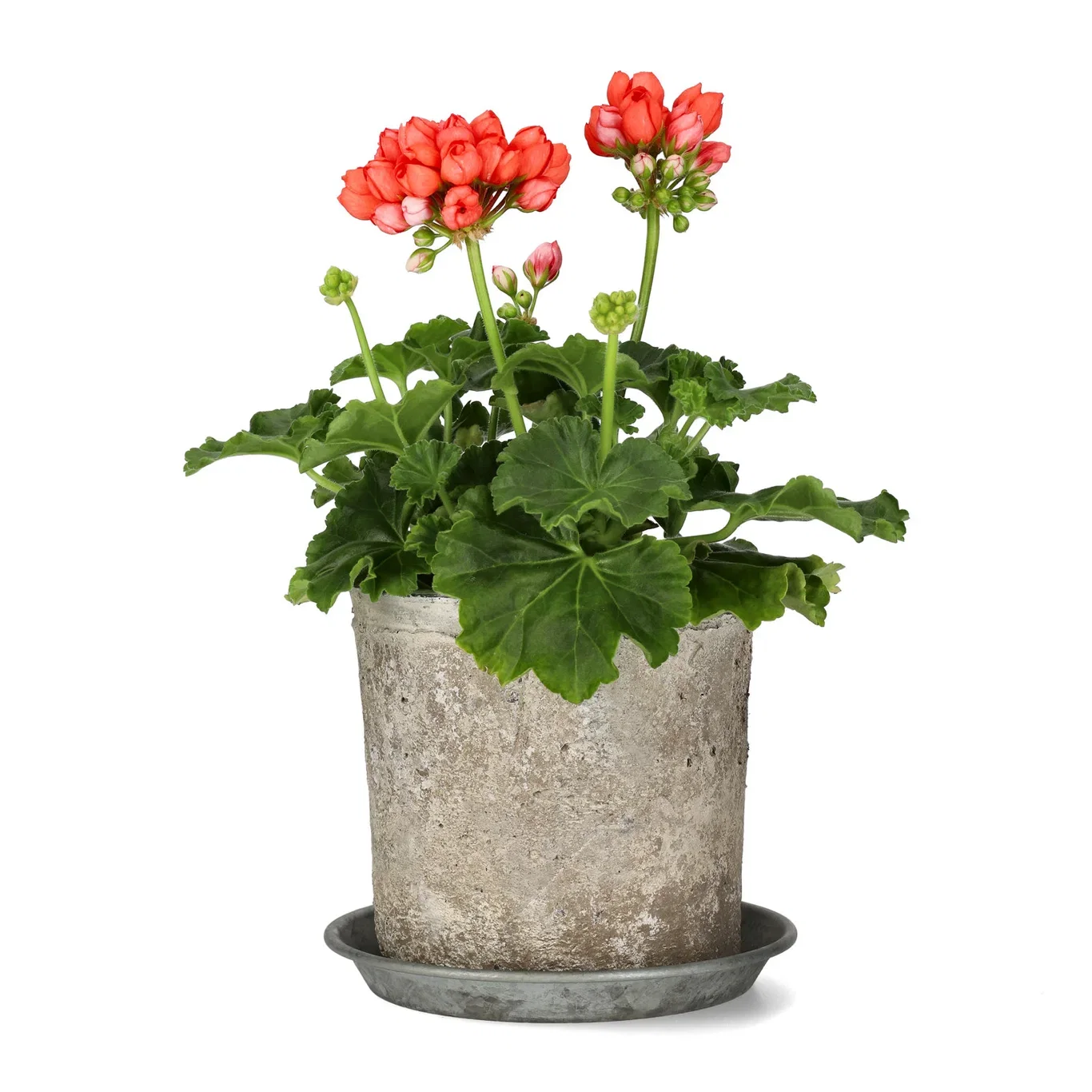 Pelargonium 'Red Pandora'