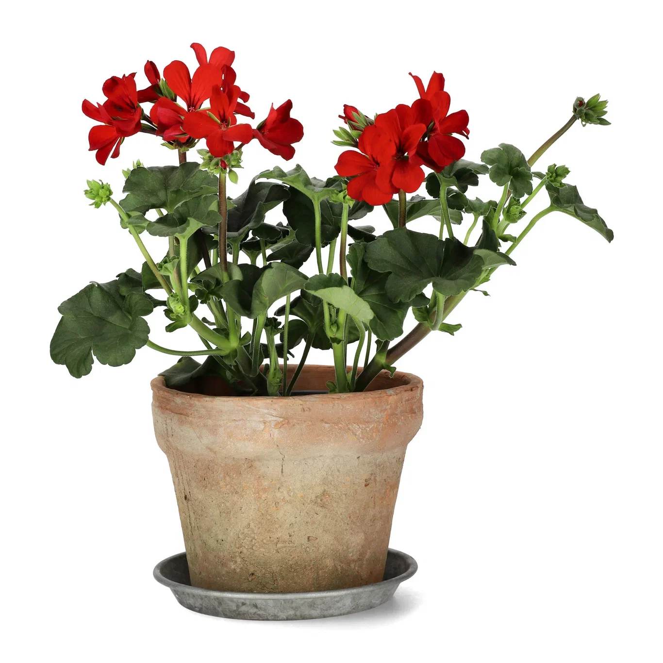 Pelargon Calliope 'Fire'