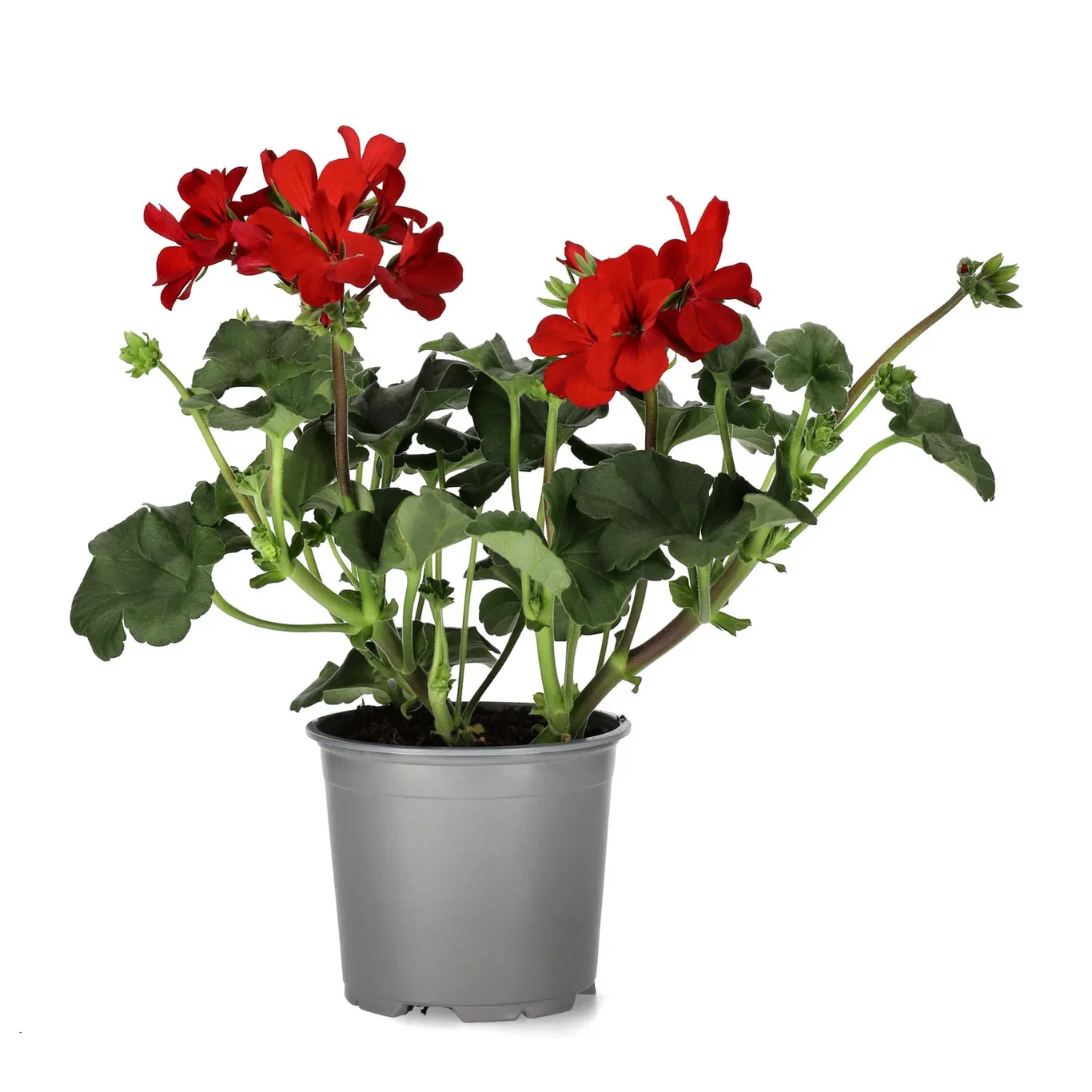 Pelargon Calliope 'Fire'