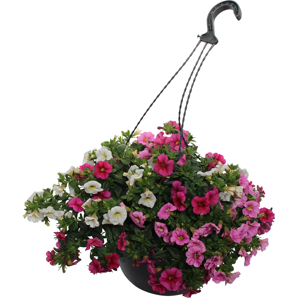 Calibrachoa Romantic G. h. basket 25 cm