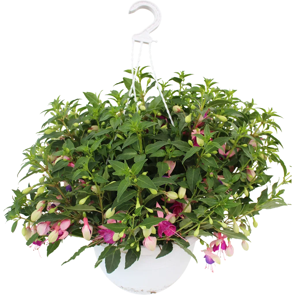 Fuchsia h. basket 25 cm