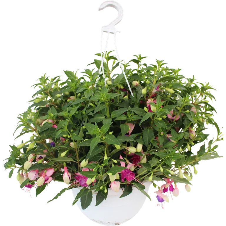 Fuchsia h. basket 25 cm