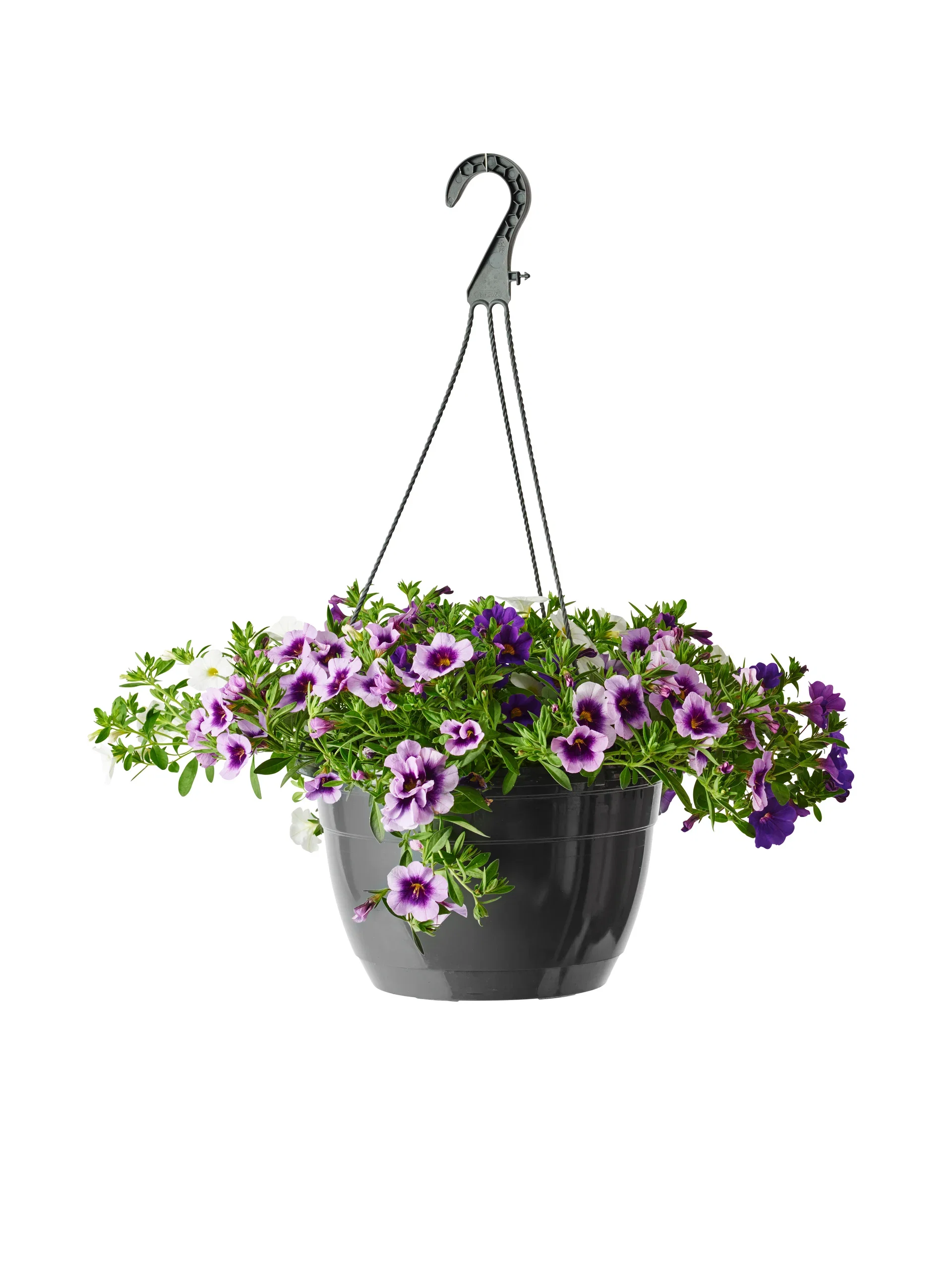 Calibrachoa Romantic G. h. basket 25 cm