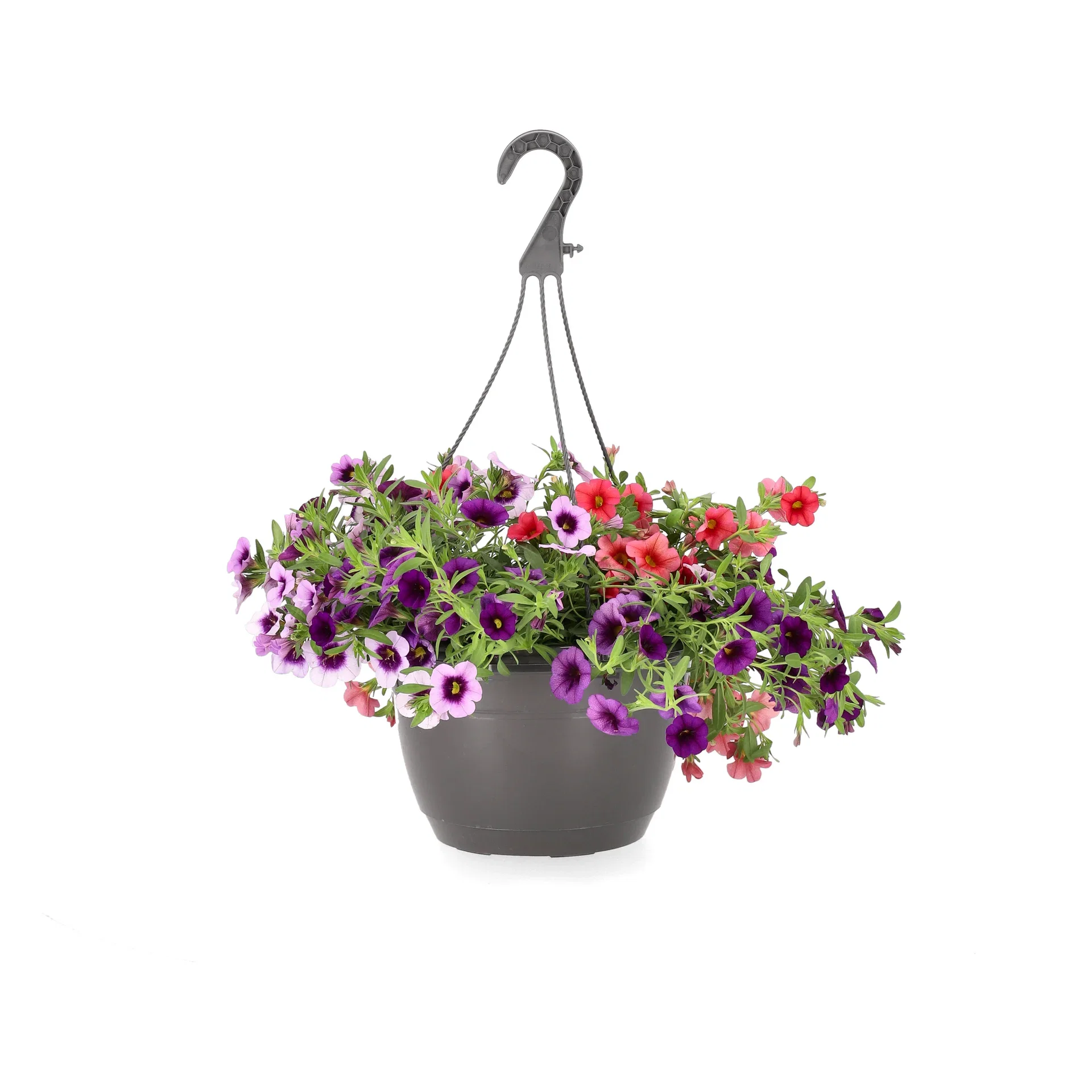 Calibrachoa Romantic G. h. basket 25 cm