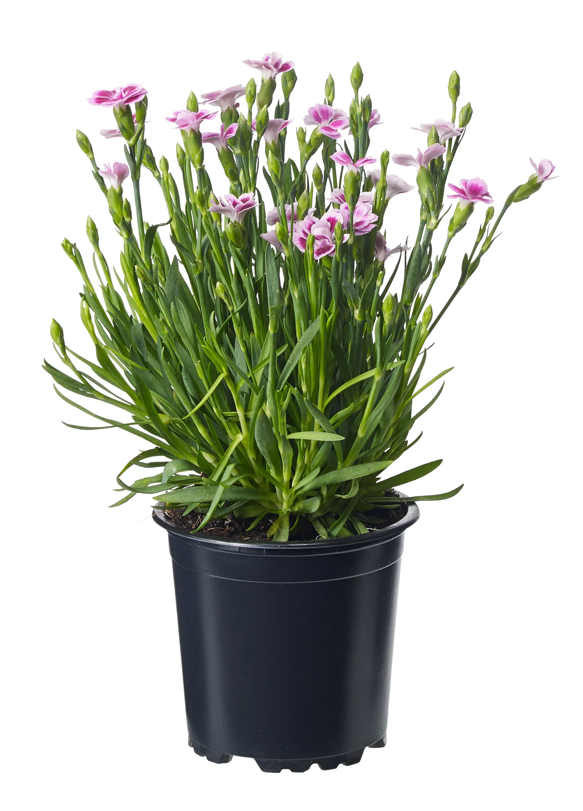 Trädgårdsnejlika ‘Pink Kisses'