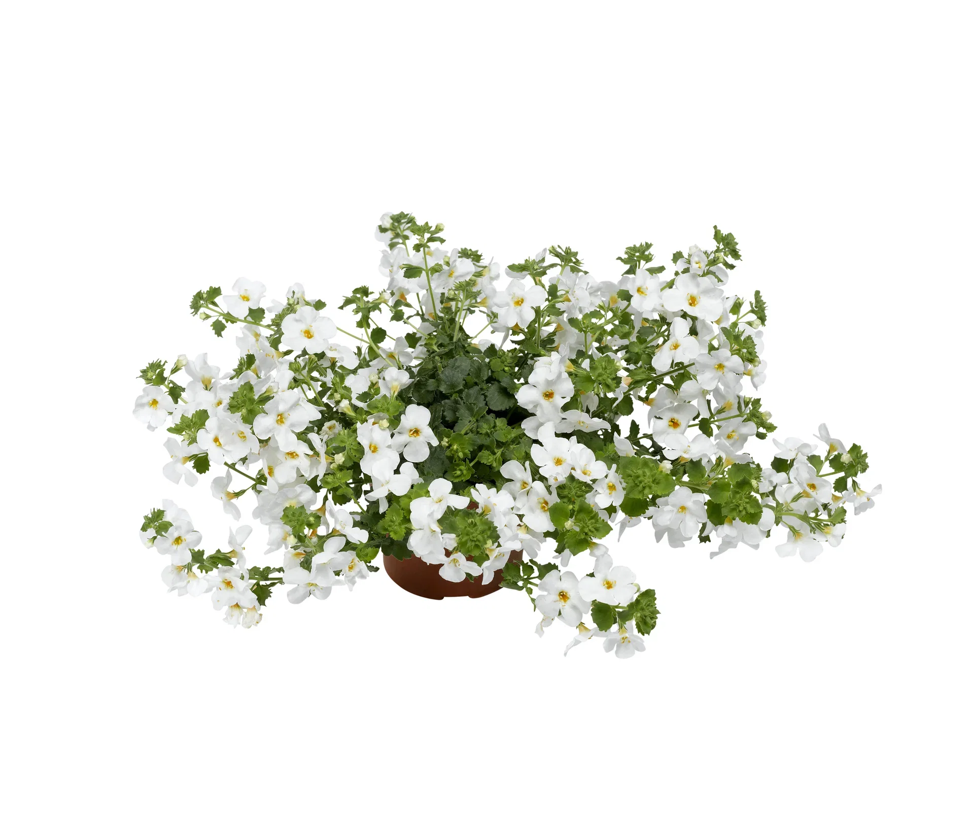 Snöflinga