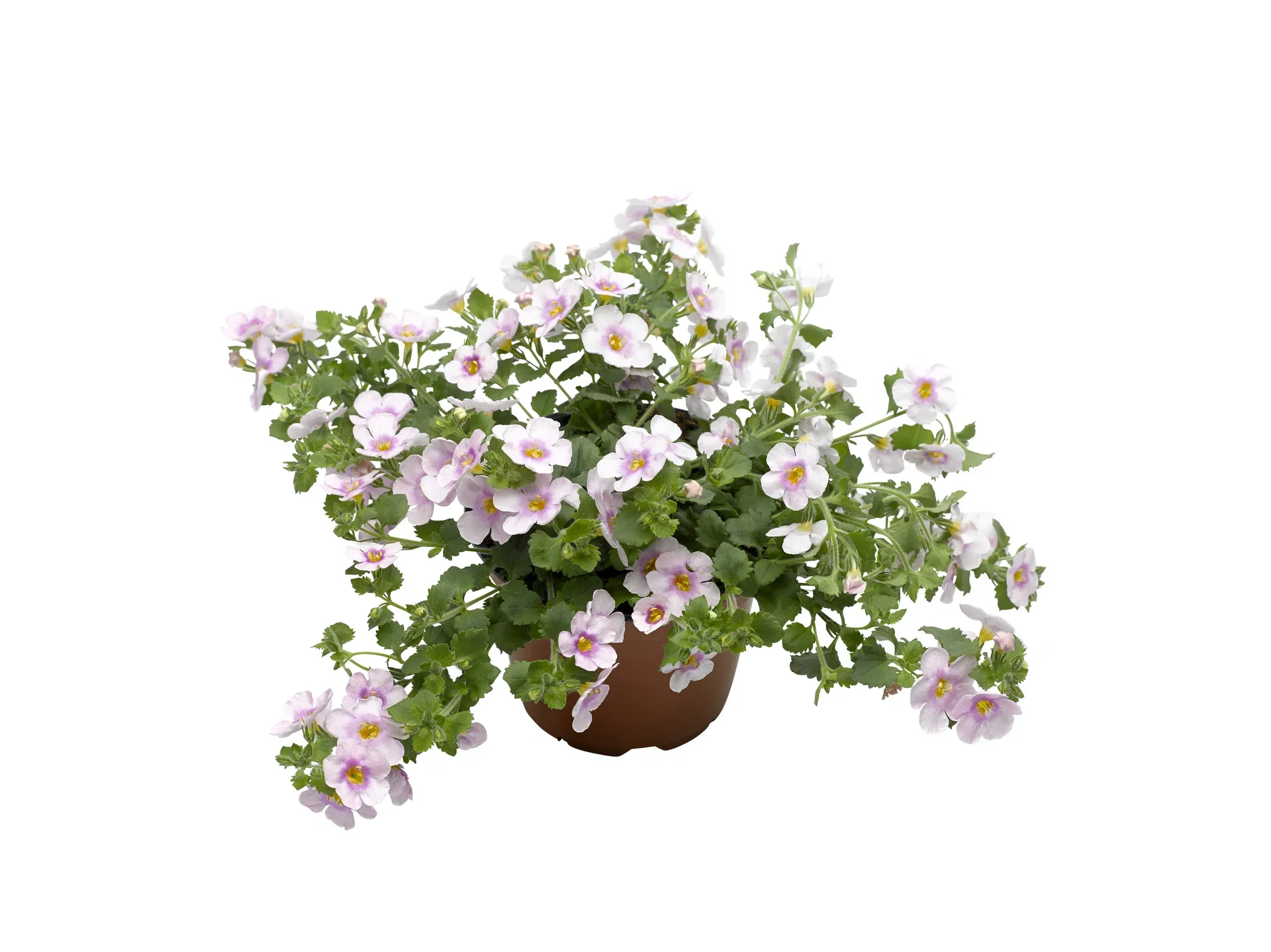Snöflinga