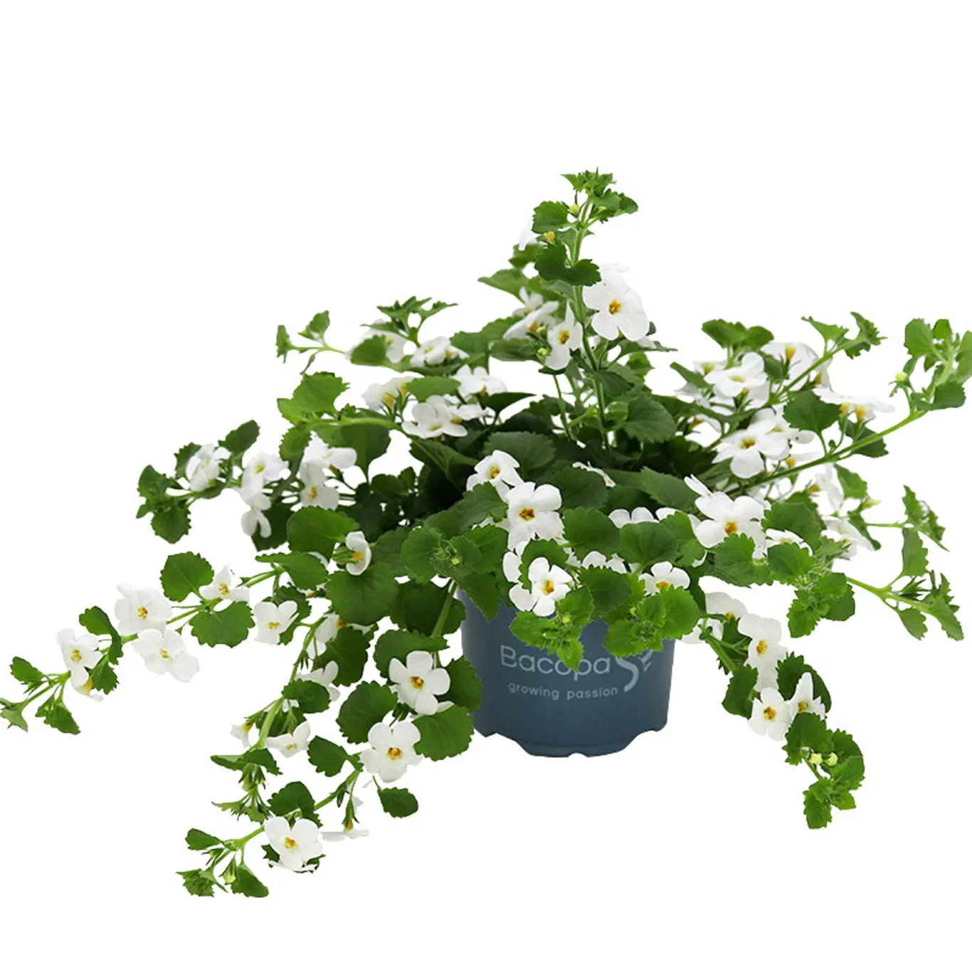 Snöflinga