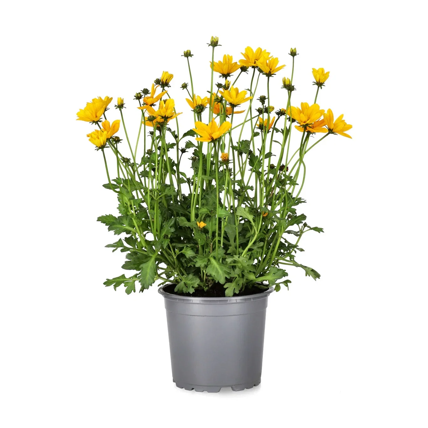 Ampelskära 'Golden Empire'