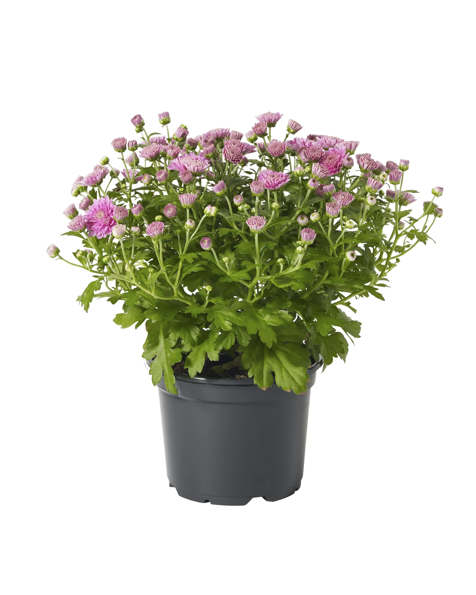 Chrysanthemum ind. Purple 12 cm