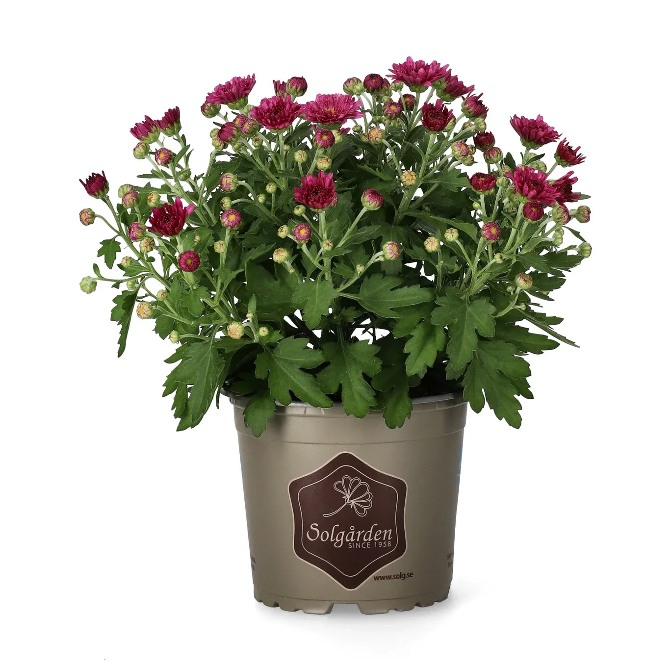 Chrysanthemum ind. Purple 12 cm