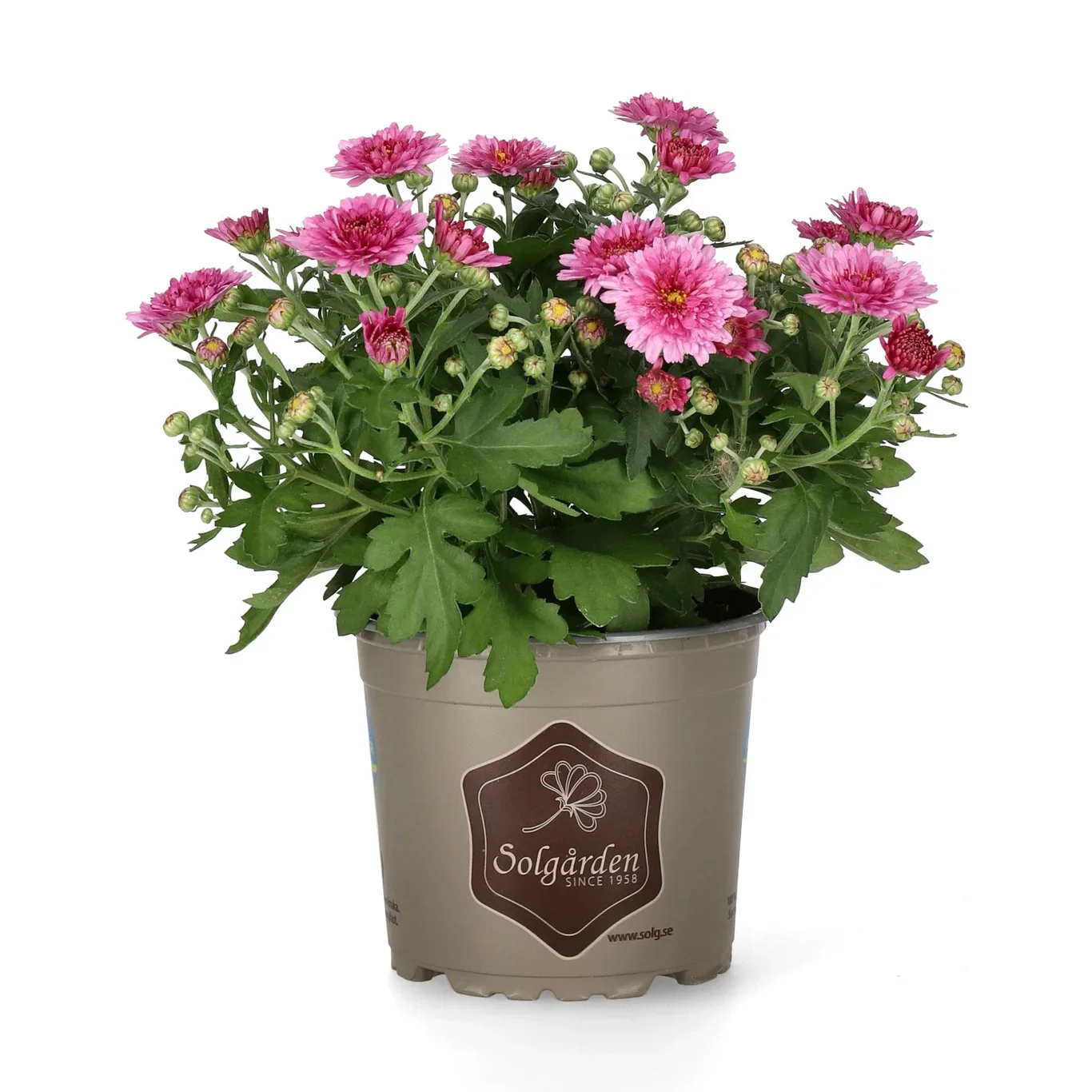 Chrysanthemum ind. Purple 12 cm