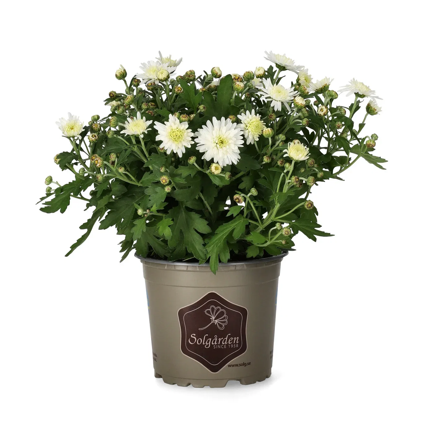 Chrysanthemum ind. White 12 cm