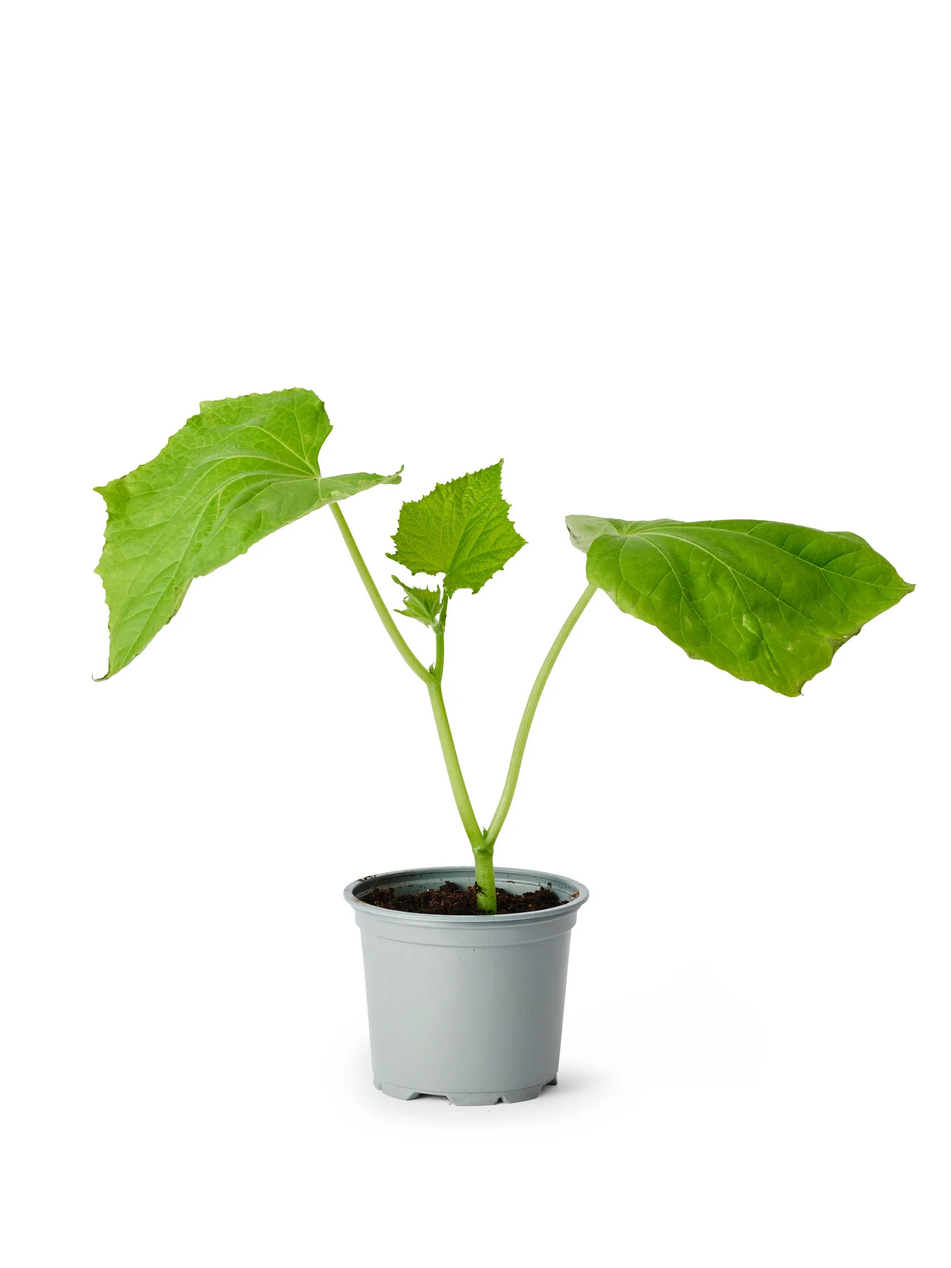 Minigurka 'Baby' KRAV