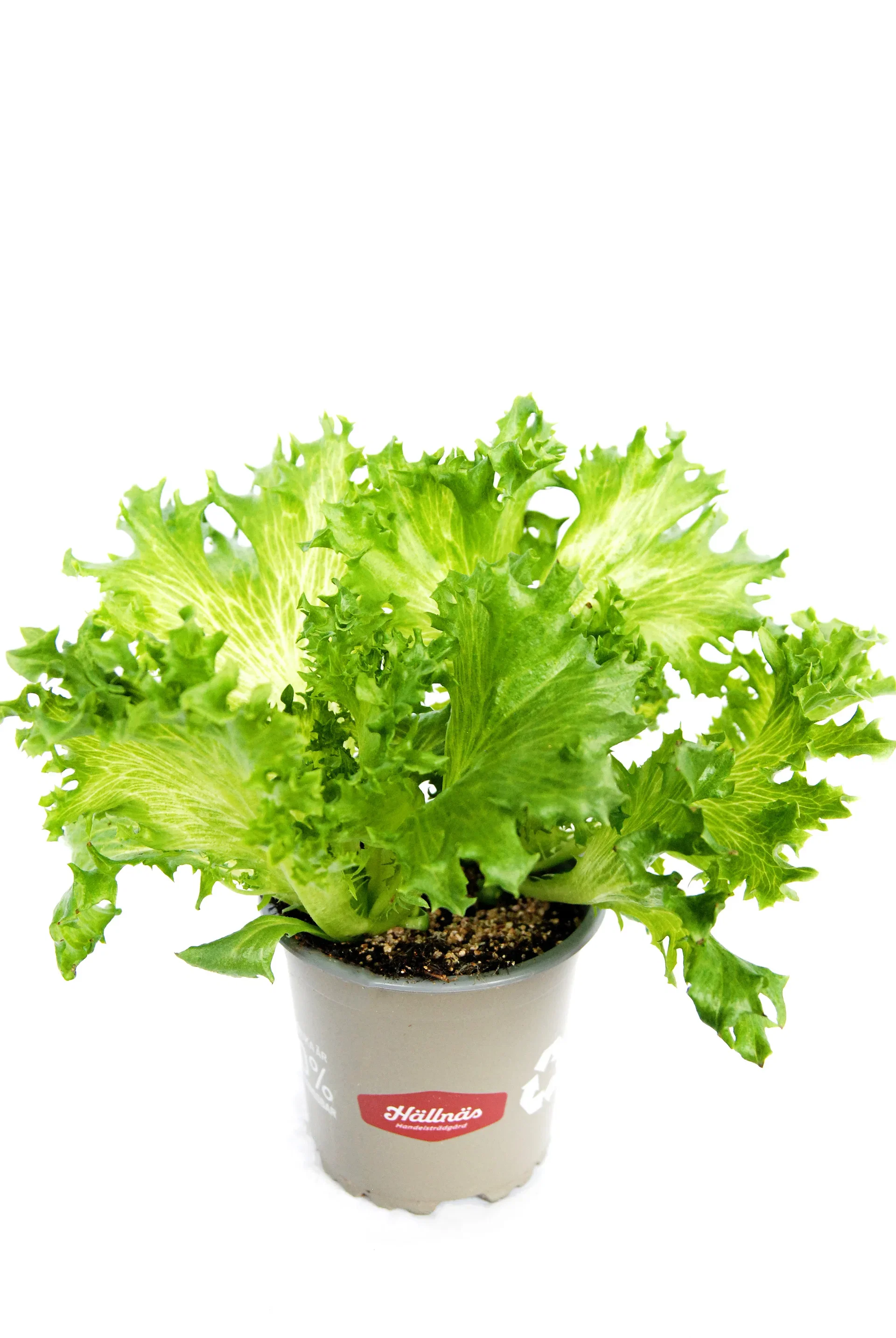 Ready Lactusa Crisp KRAV 10,5 cm