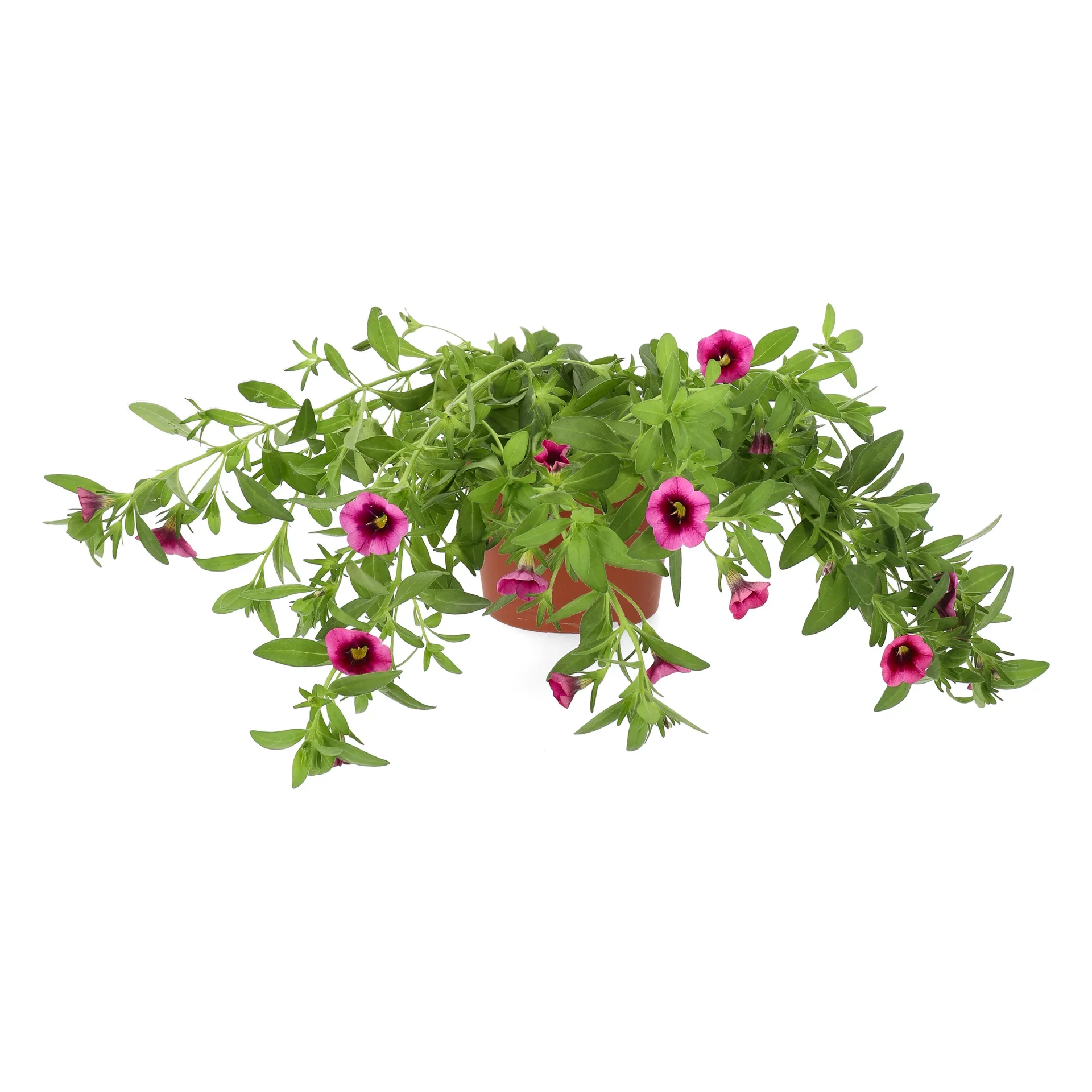 Småpetunia 'Strawberry Punch'