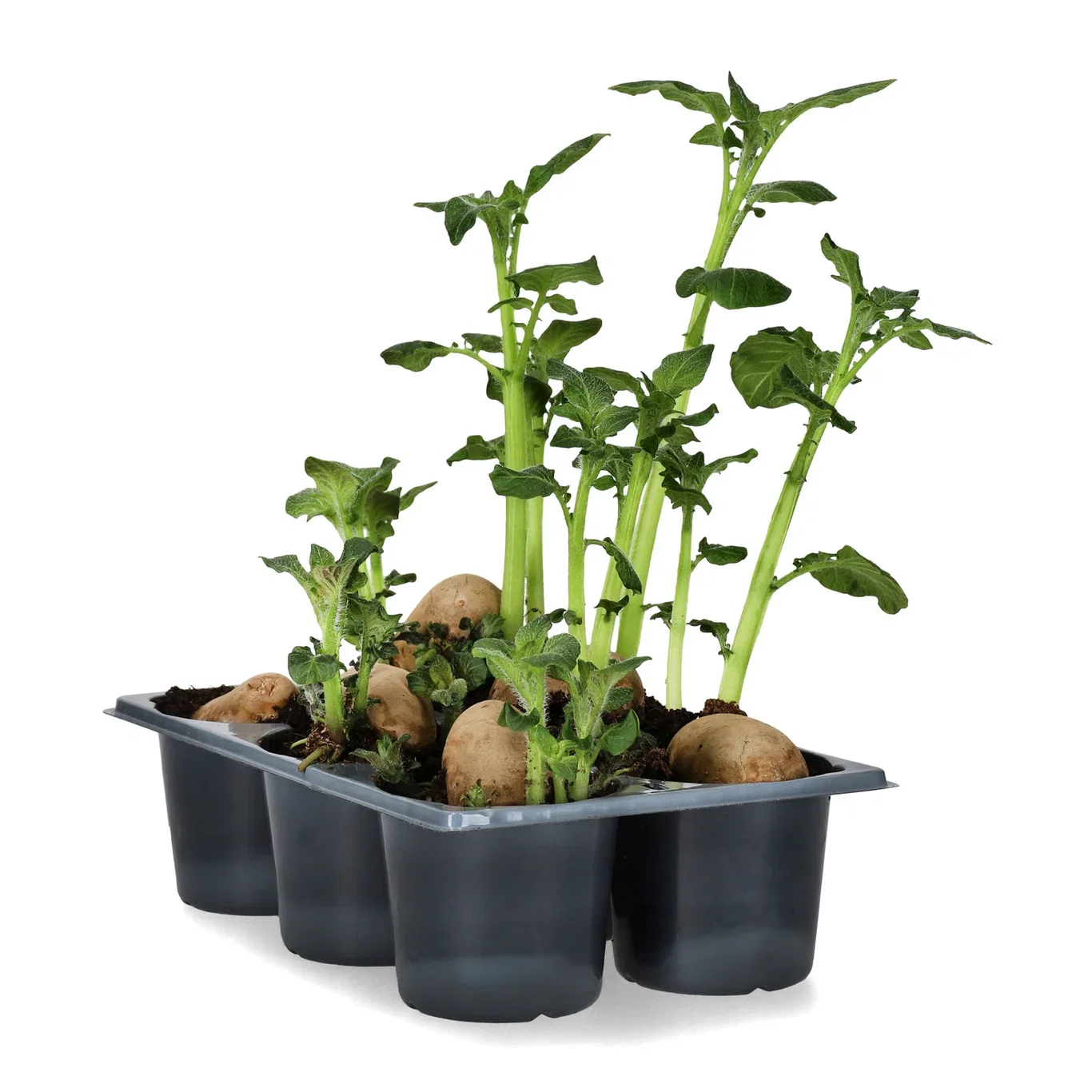 Solanum 'Amadine' 6-pack