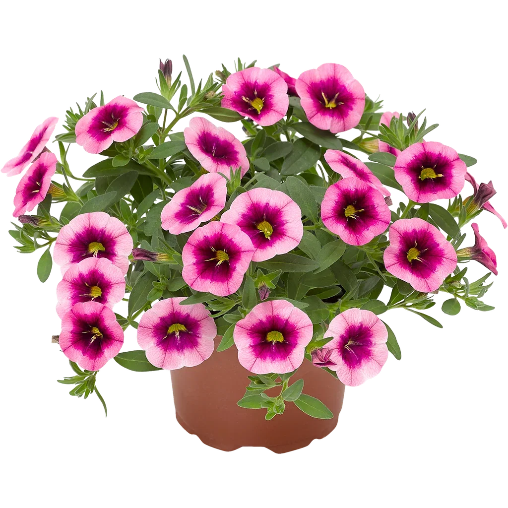 Calibrachoa Bicolor 12 cm