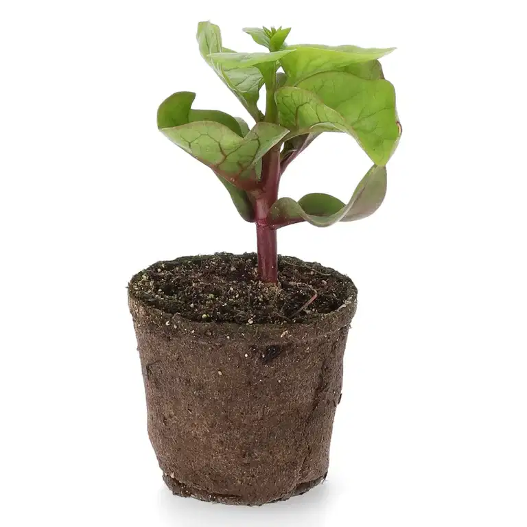 Basella alba KRAV 10,5 cm