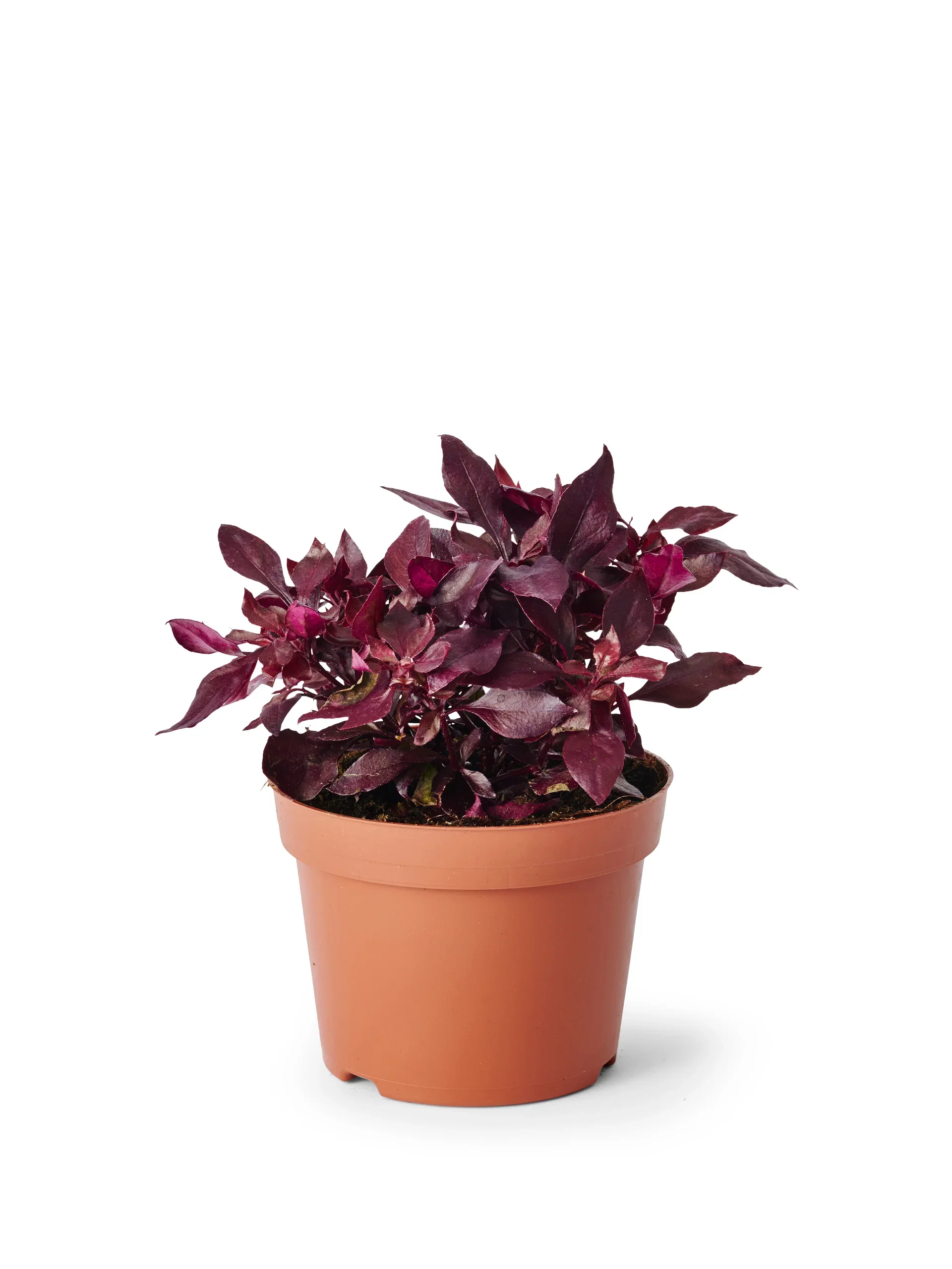 Alternathera h. 'Choco Chili' 12 cm