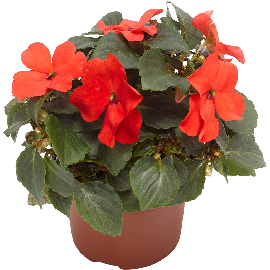 Flitiga Lisa 'Imara'