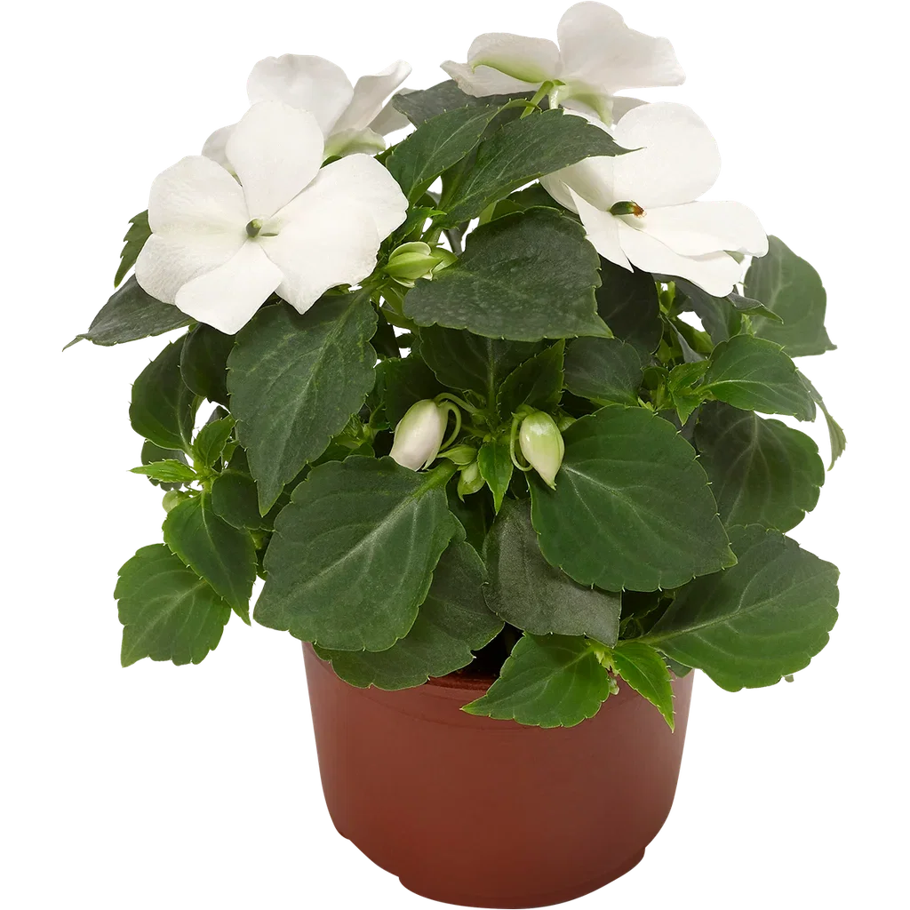 Impatiens walleriana 'Imara' White 12 cm