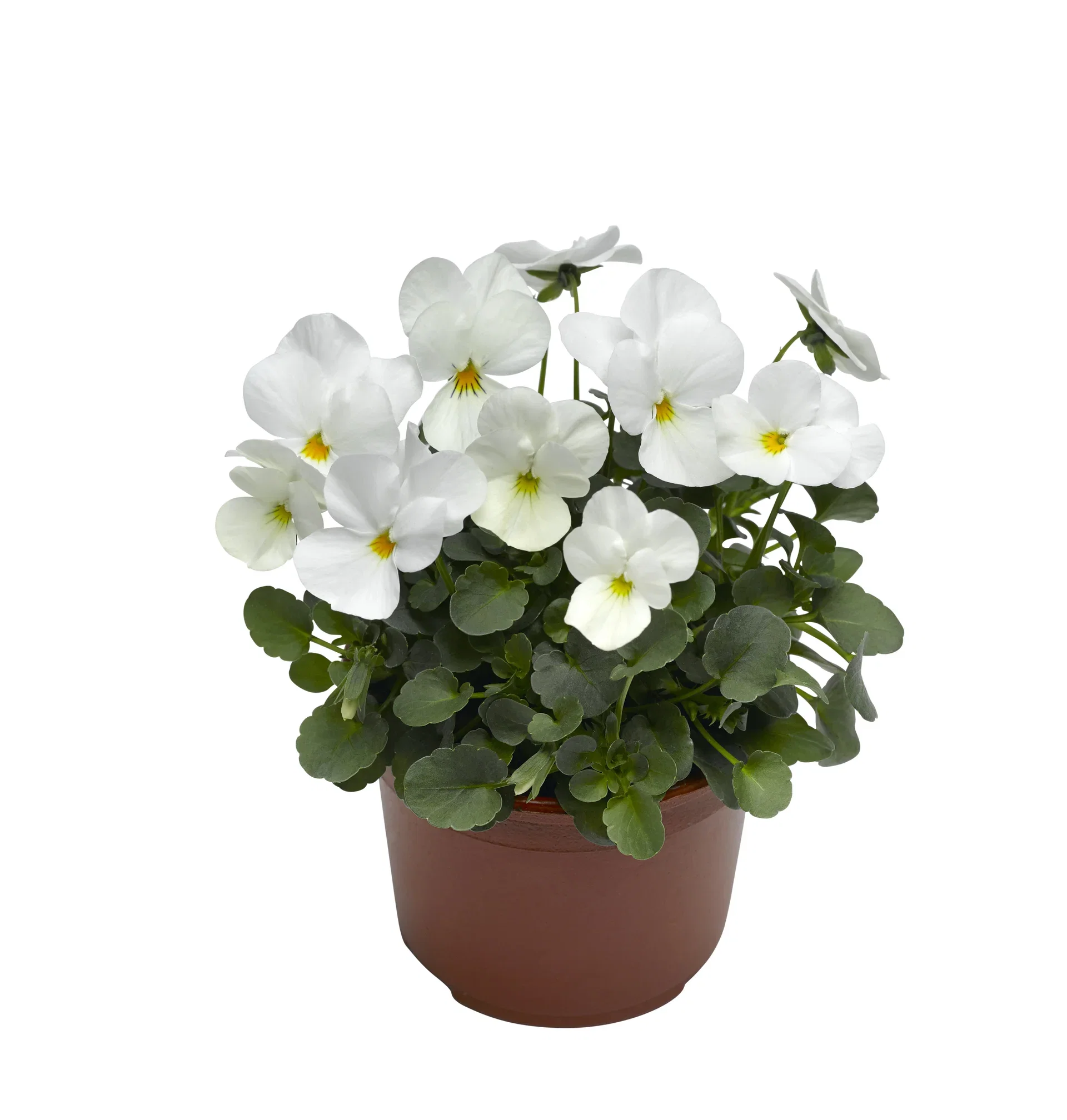 Viola small fl. White 12 cm