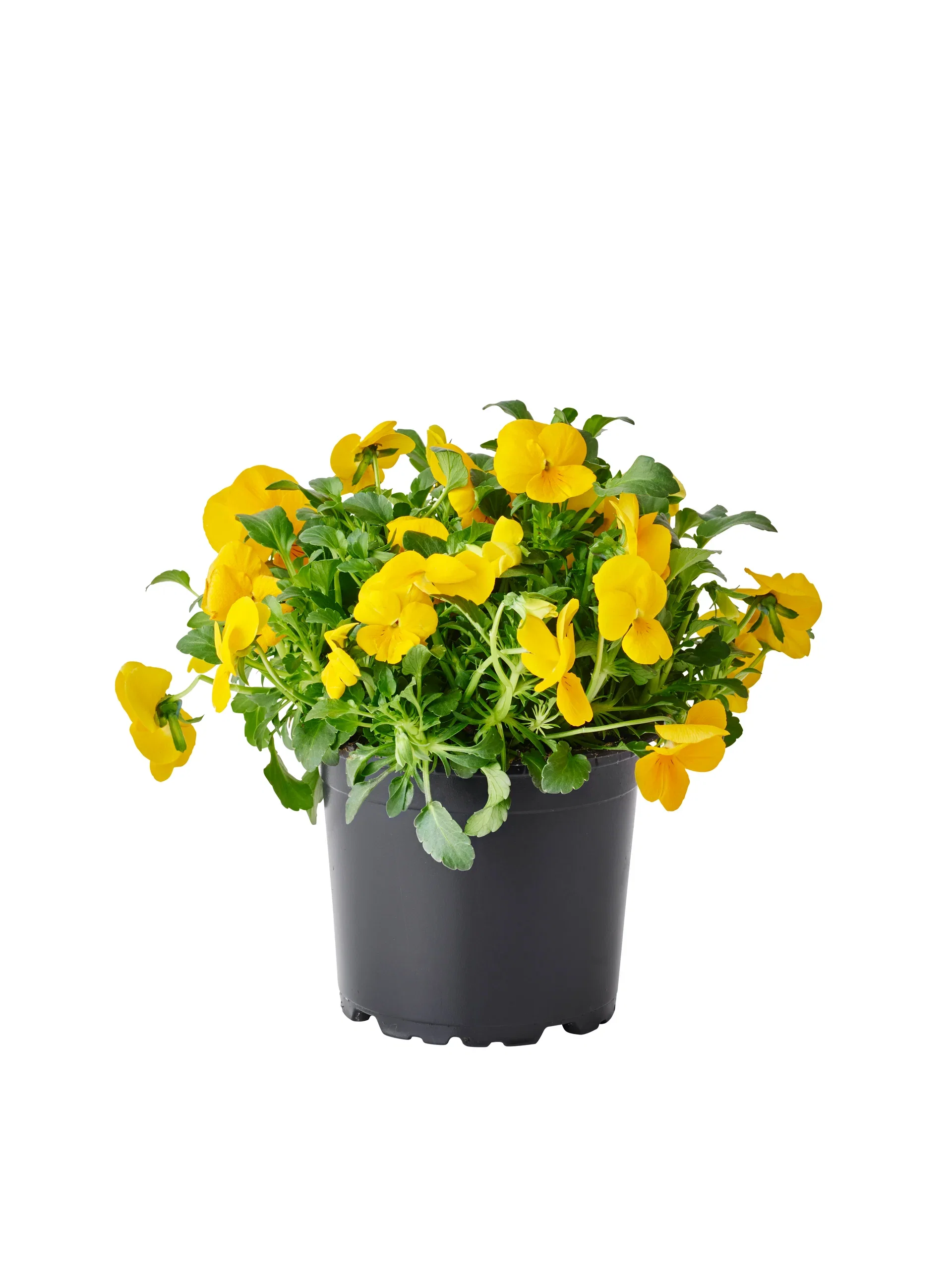 Viola small fl. Yellow/Orange 12 cm