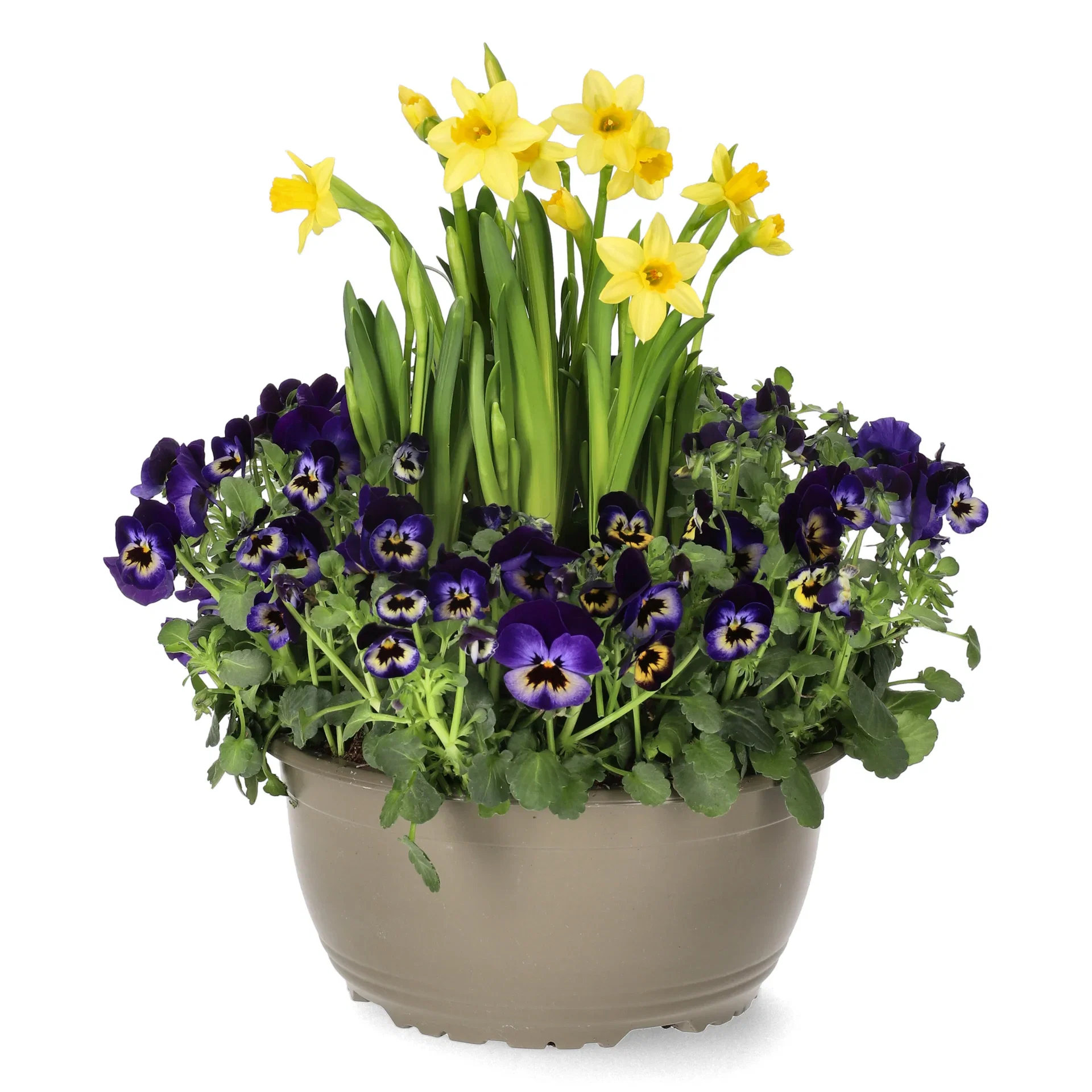 Romantic G. Viola, Narciss Blue bowl 21 cm