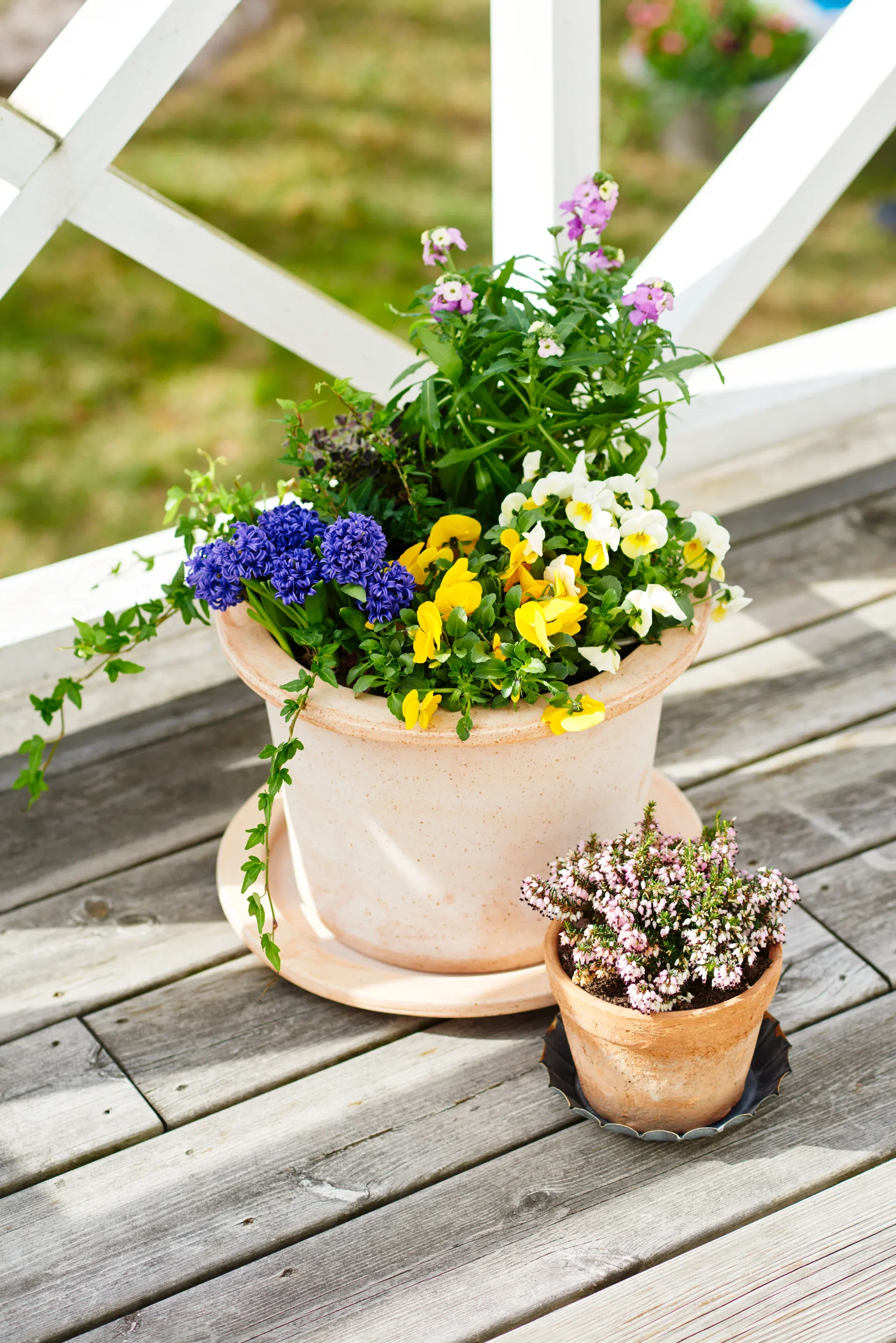 Viola small fl. Yellow/Orange 12 cm