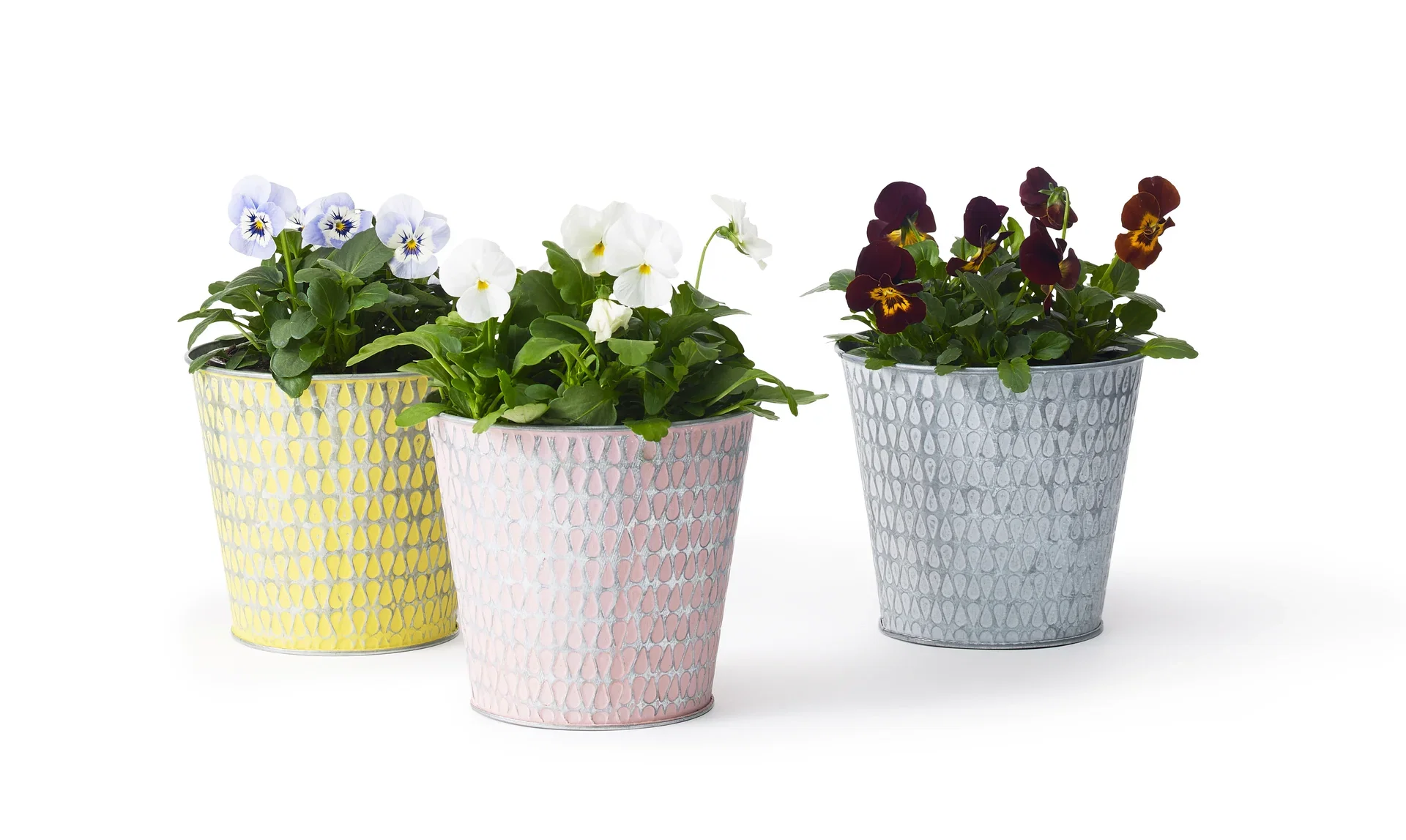 Viola small fl. White 12 cm