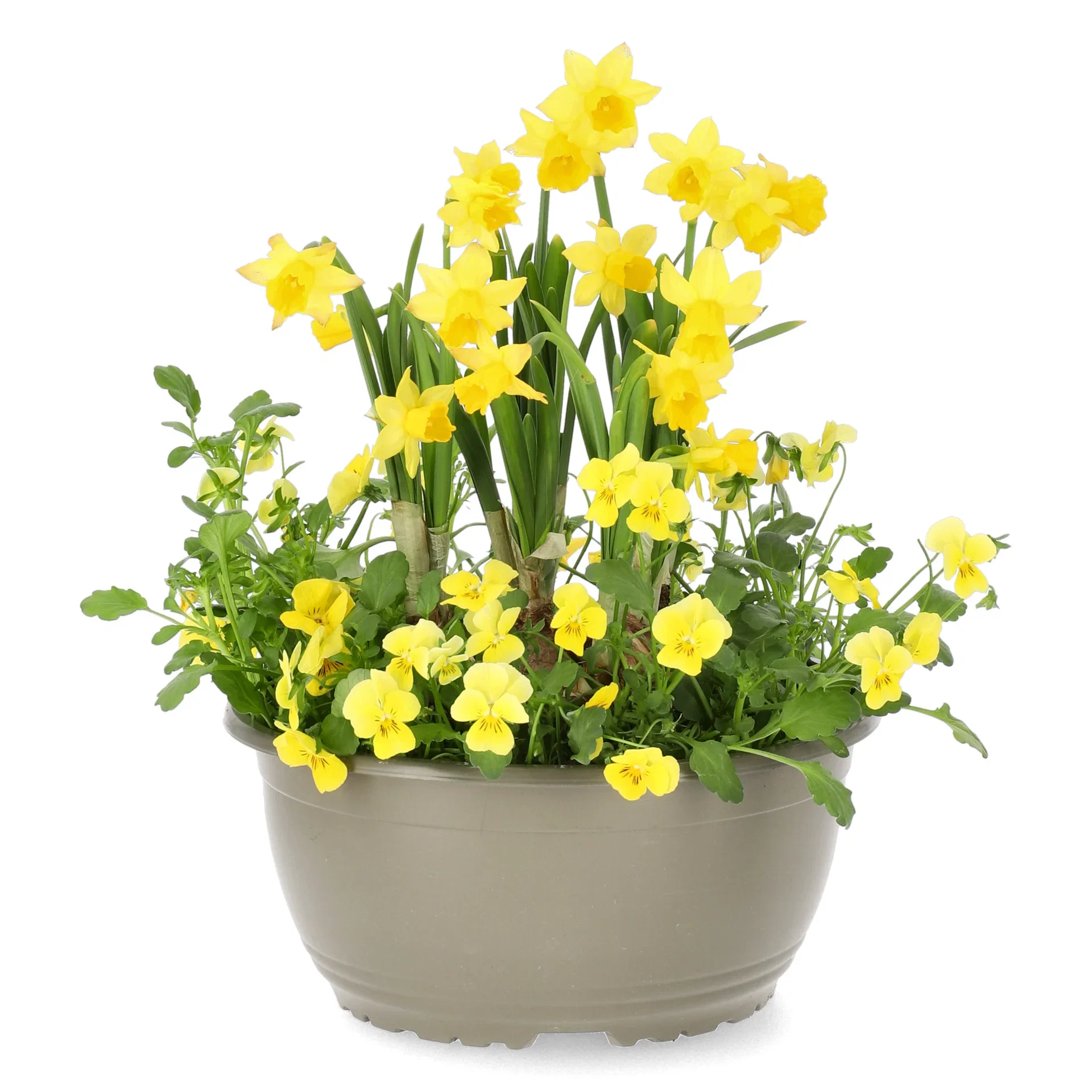 Romantic G. Viola, Narciss Yellow/Orange bowl 21 cm