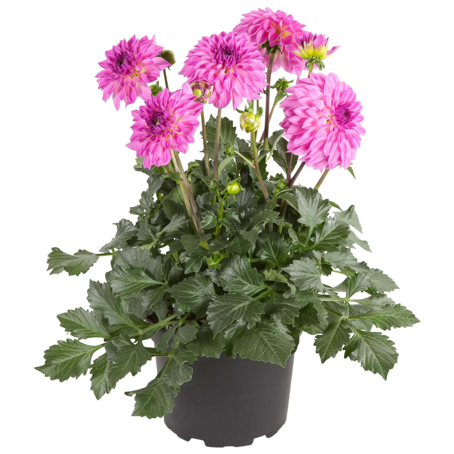 Dahlia green leaf, double fl. Pink 19 cm