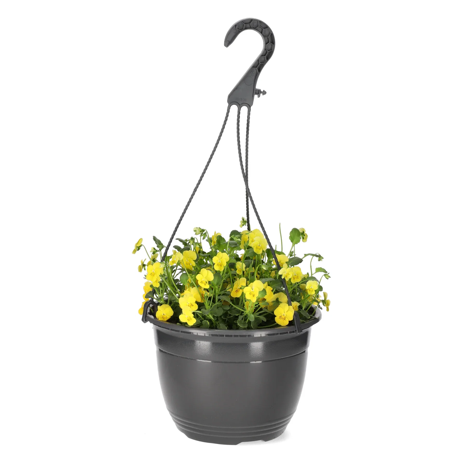 Viola h. basket 22 cm