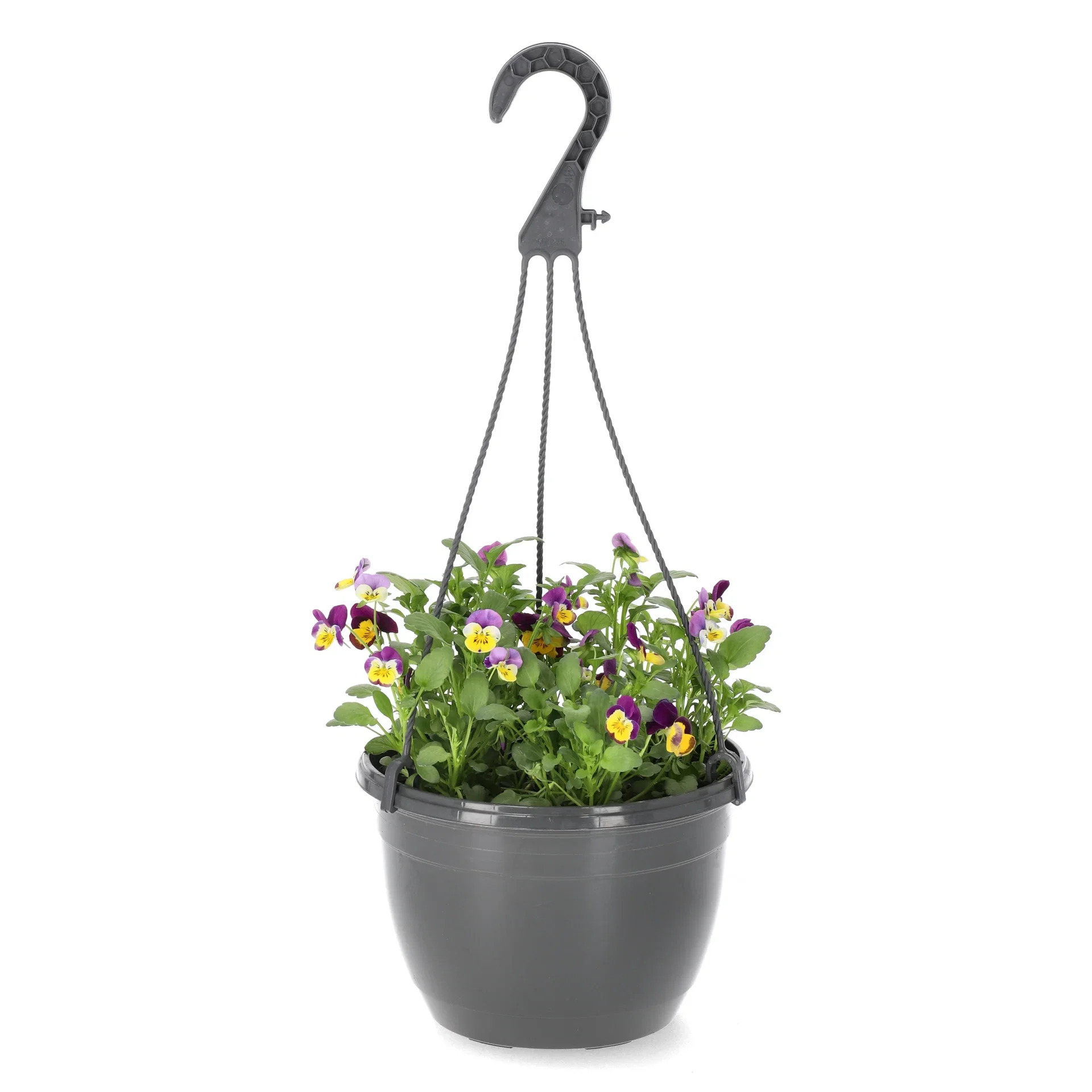 Viola h. basket 22 cm
