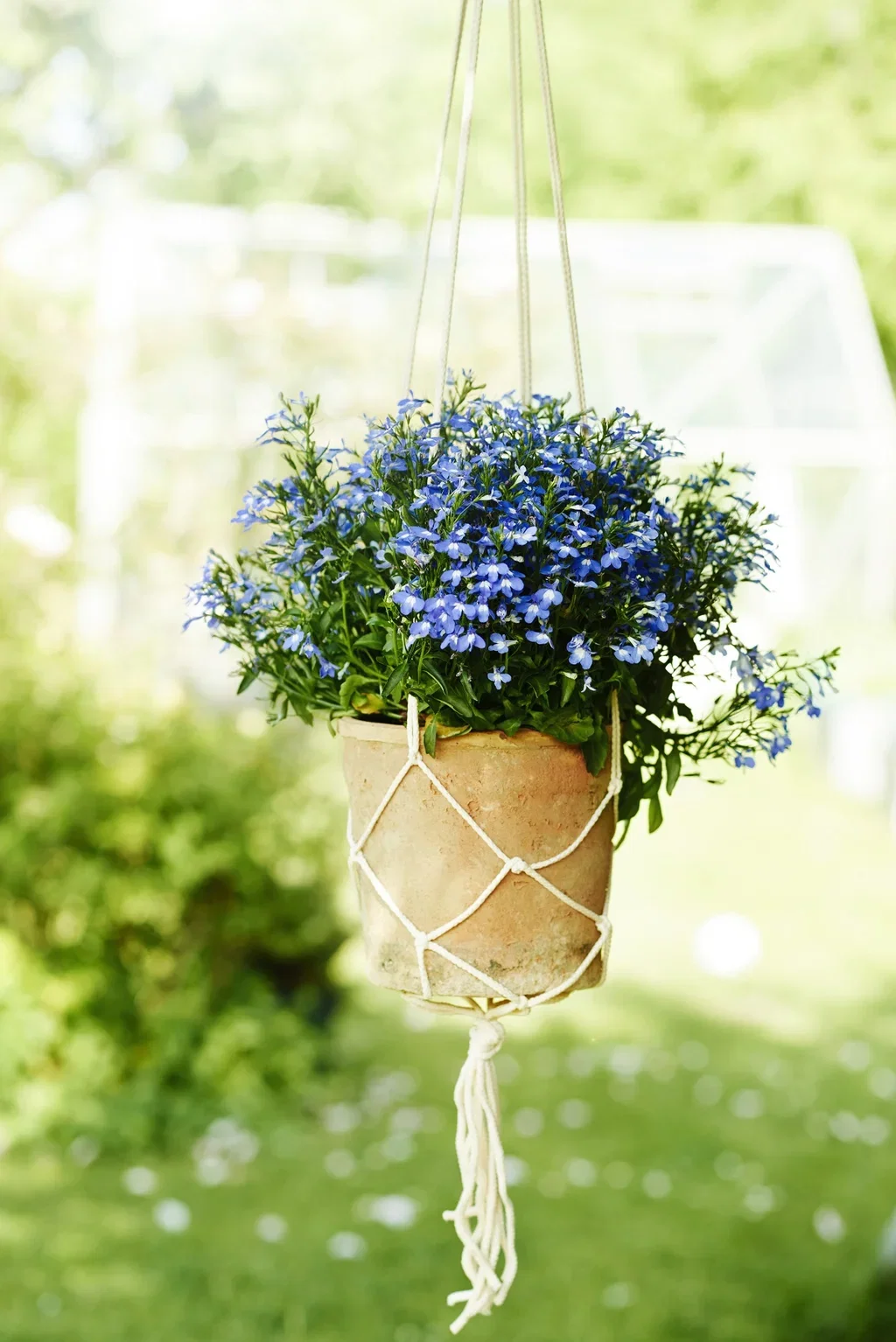 Lobelia h. basket Blue 22 cm