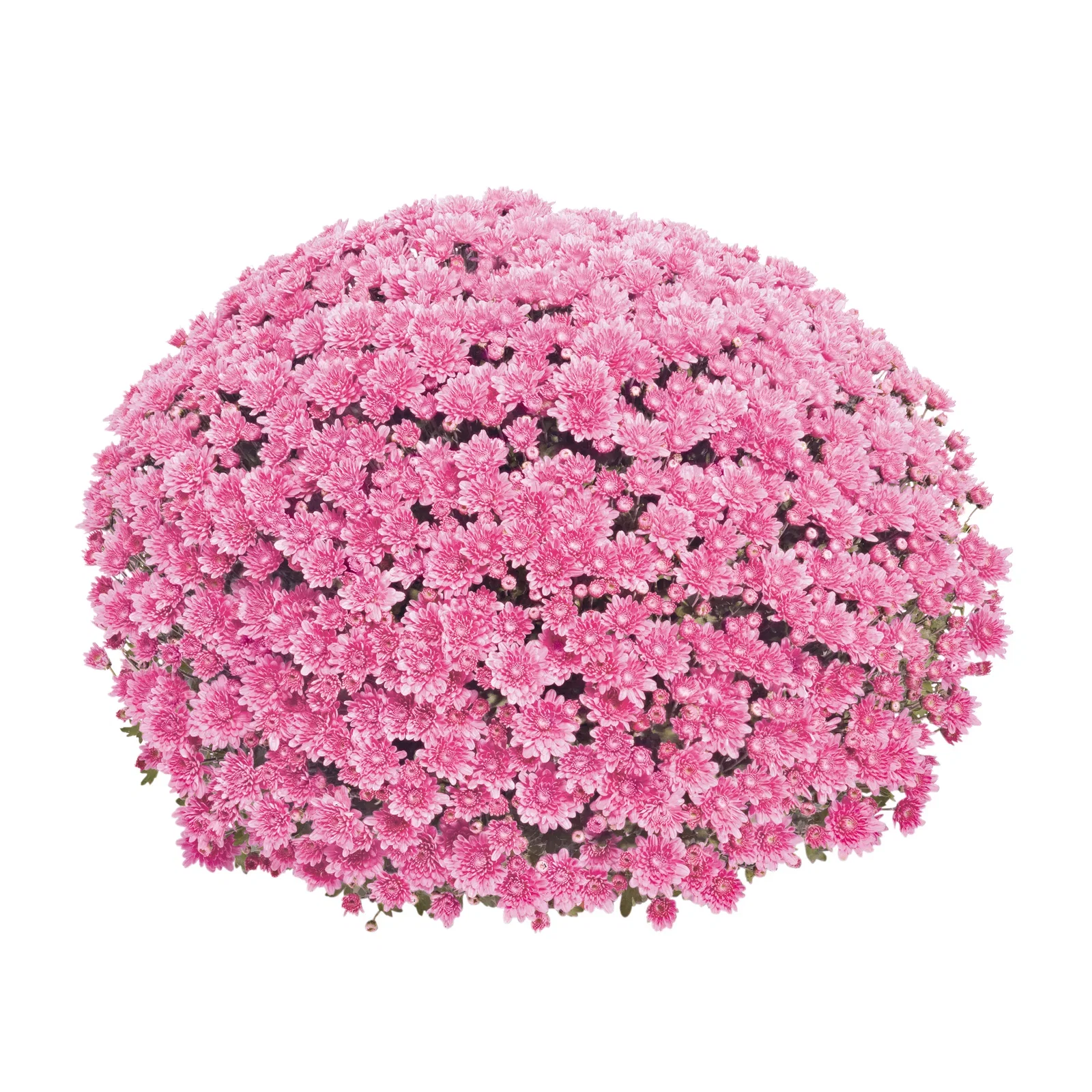 Chrysanthemum ind. Pink 19 cm