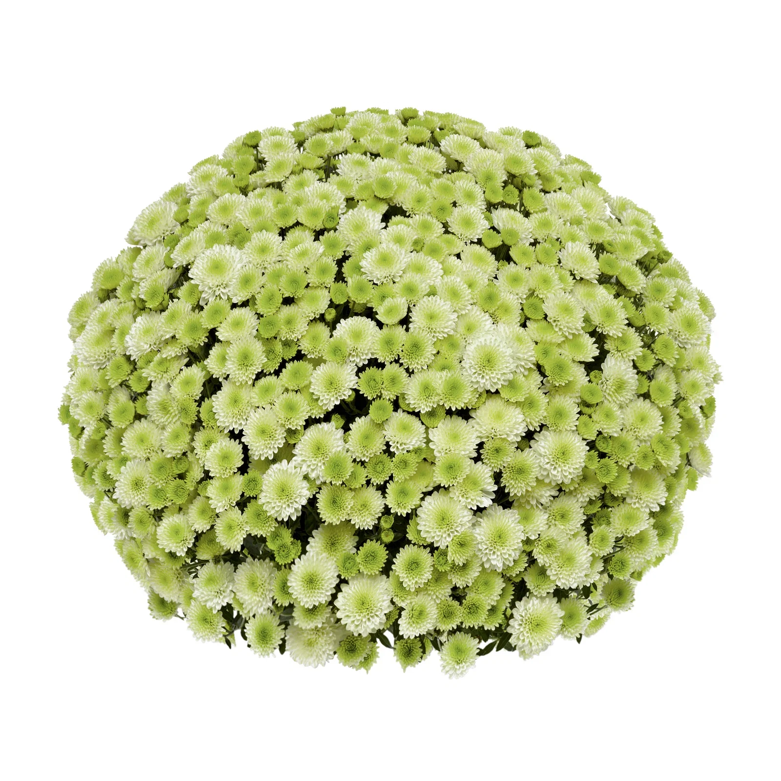 Chrysanthemum ind. 'Primo Pistache' 19 cm