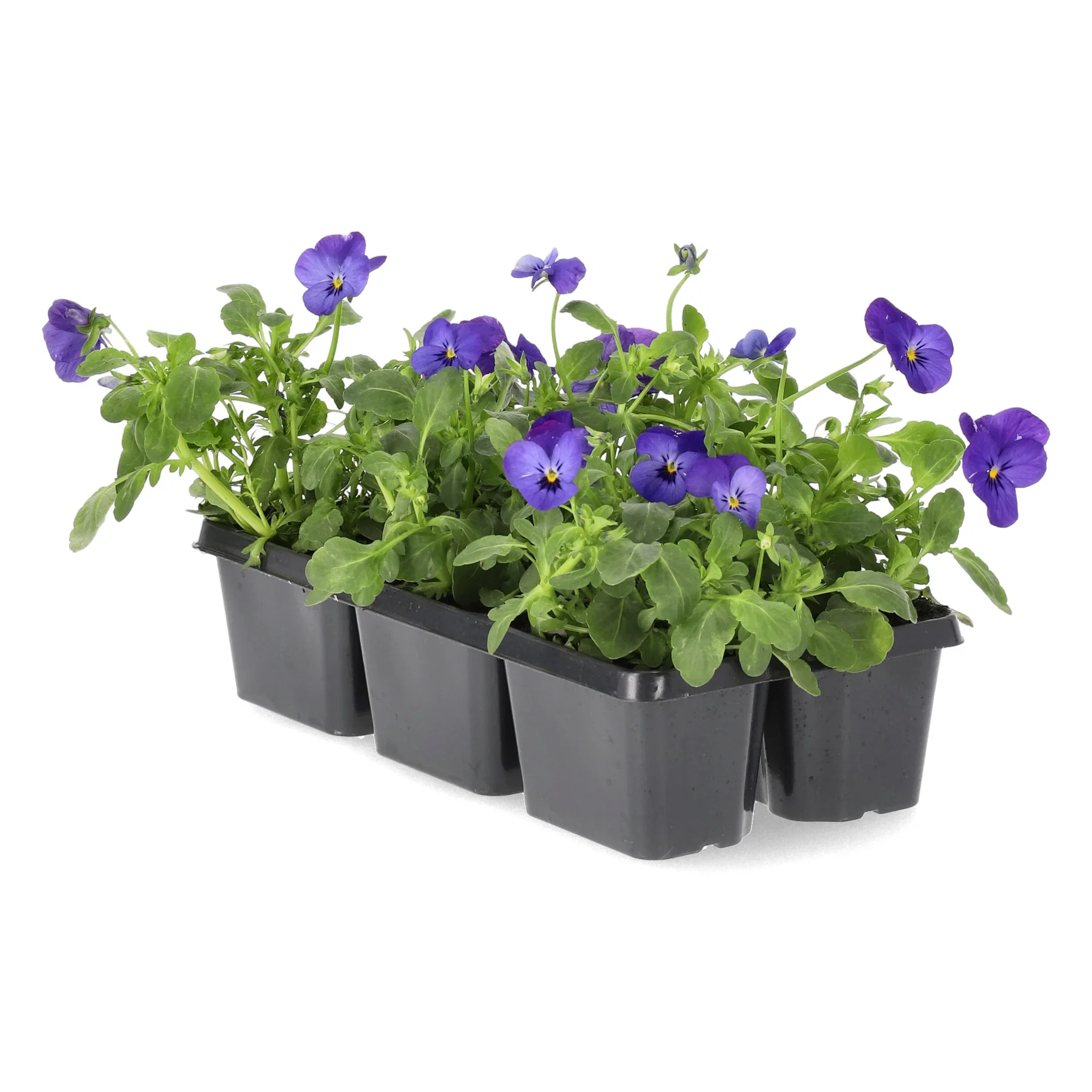 Viola small fl. Blue/Purple fl. 6-pack
