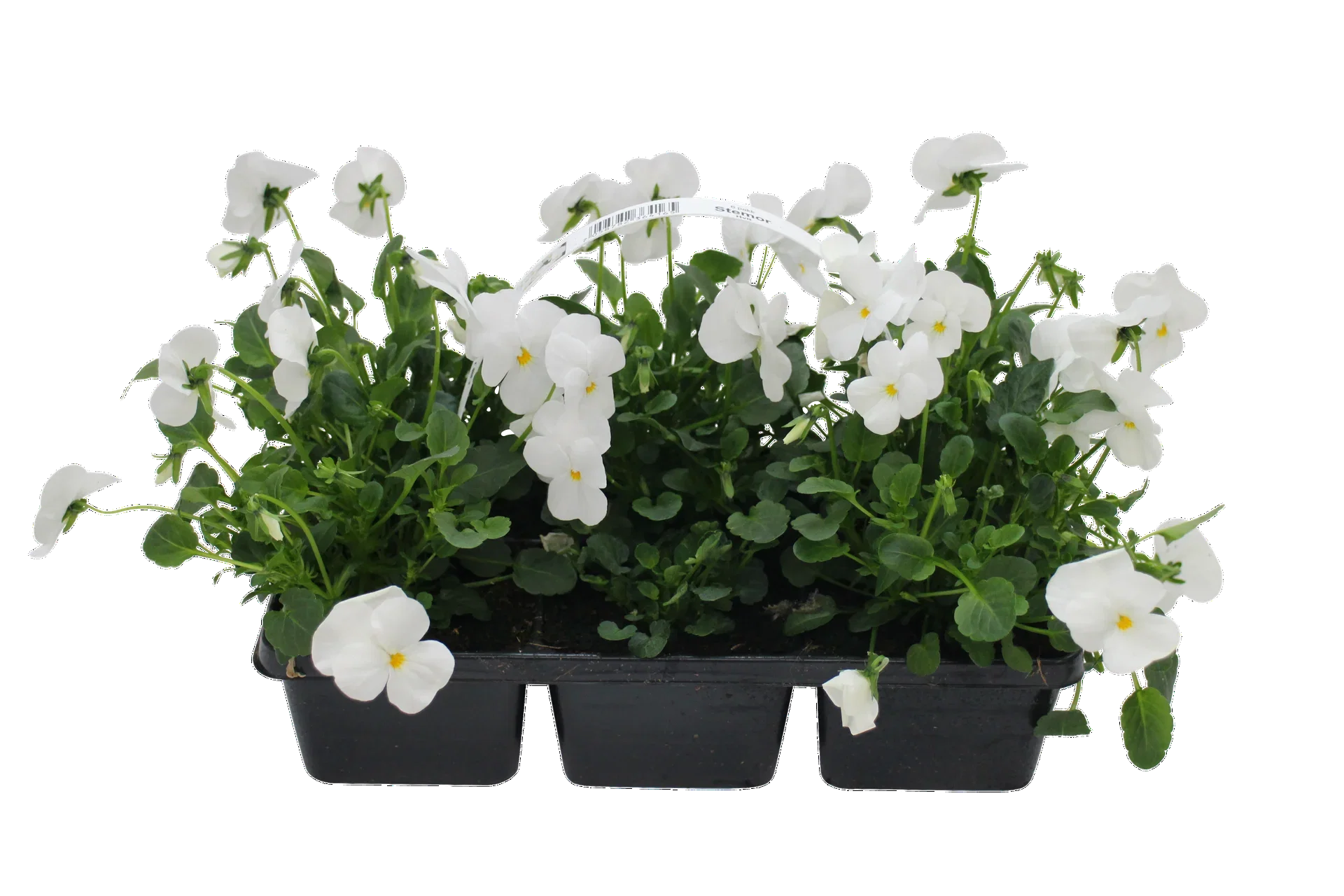 Viola small fl. White fl. 6-pack