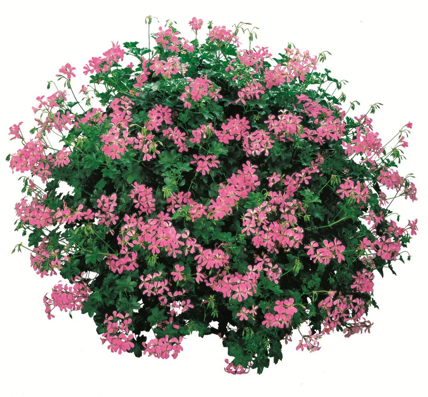 Hängpelargon stickling