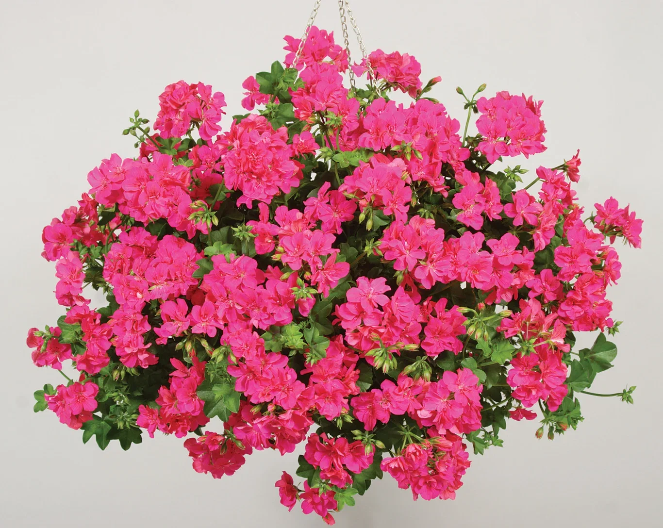 Hängpelargon stickling