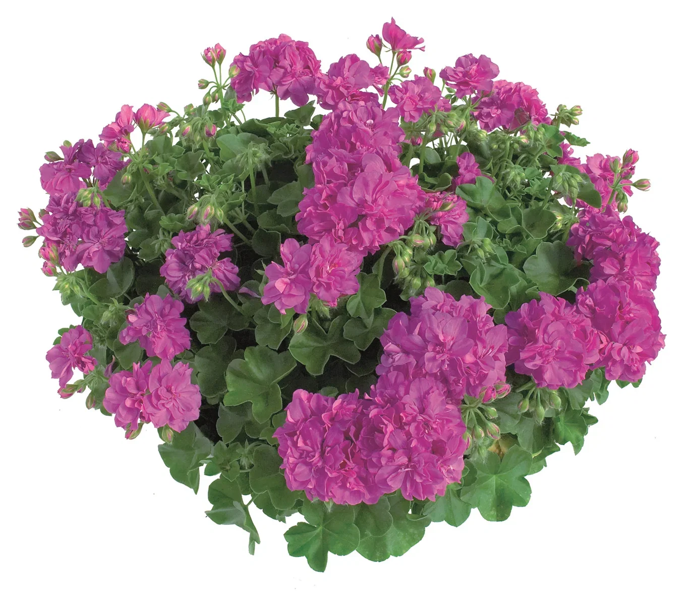 Hängpelargon stickling