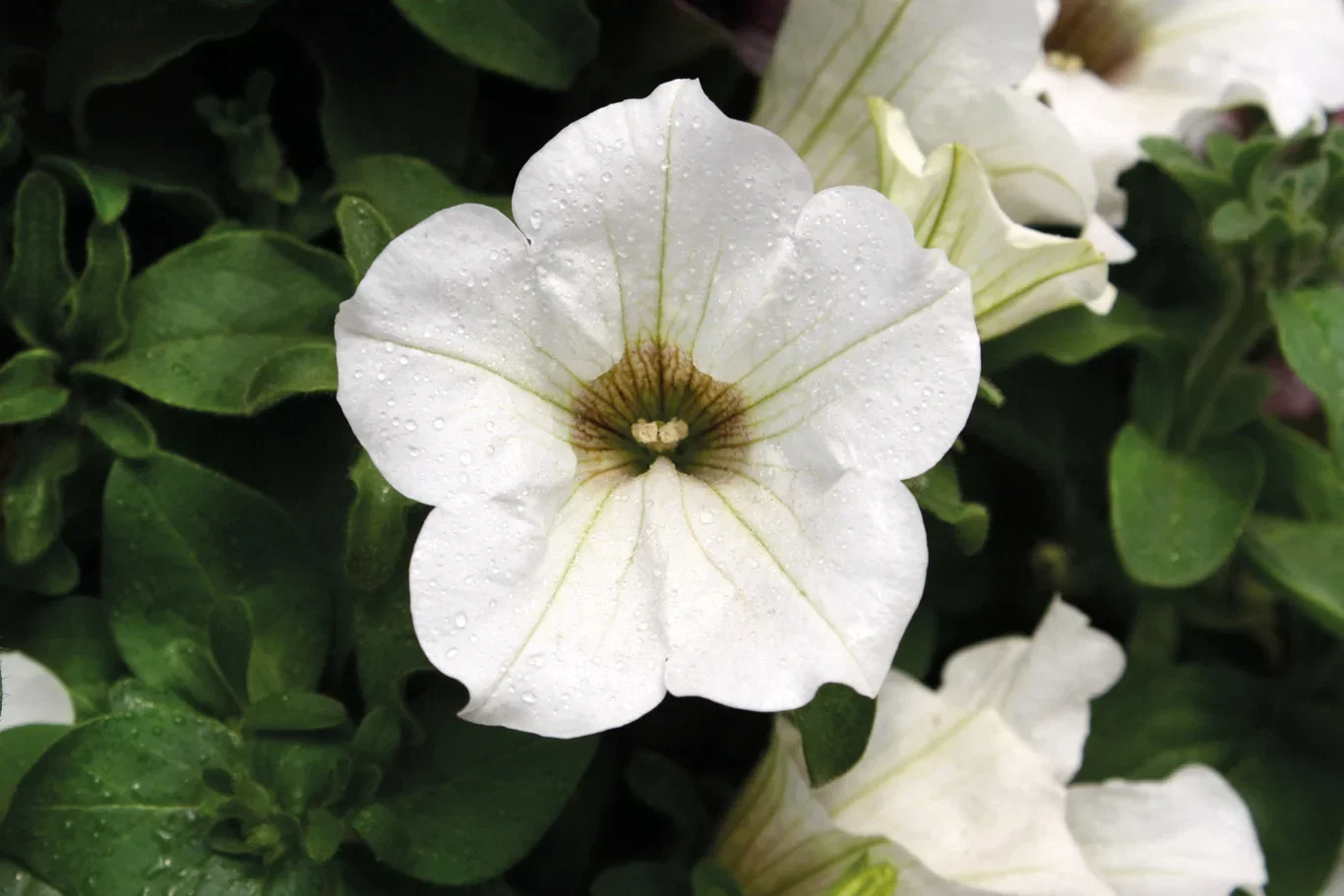 Petunia 6 cm